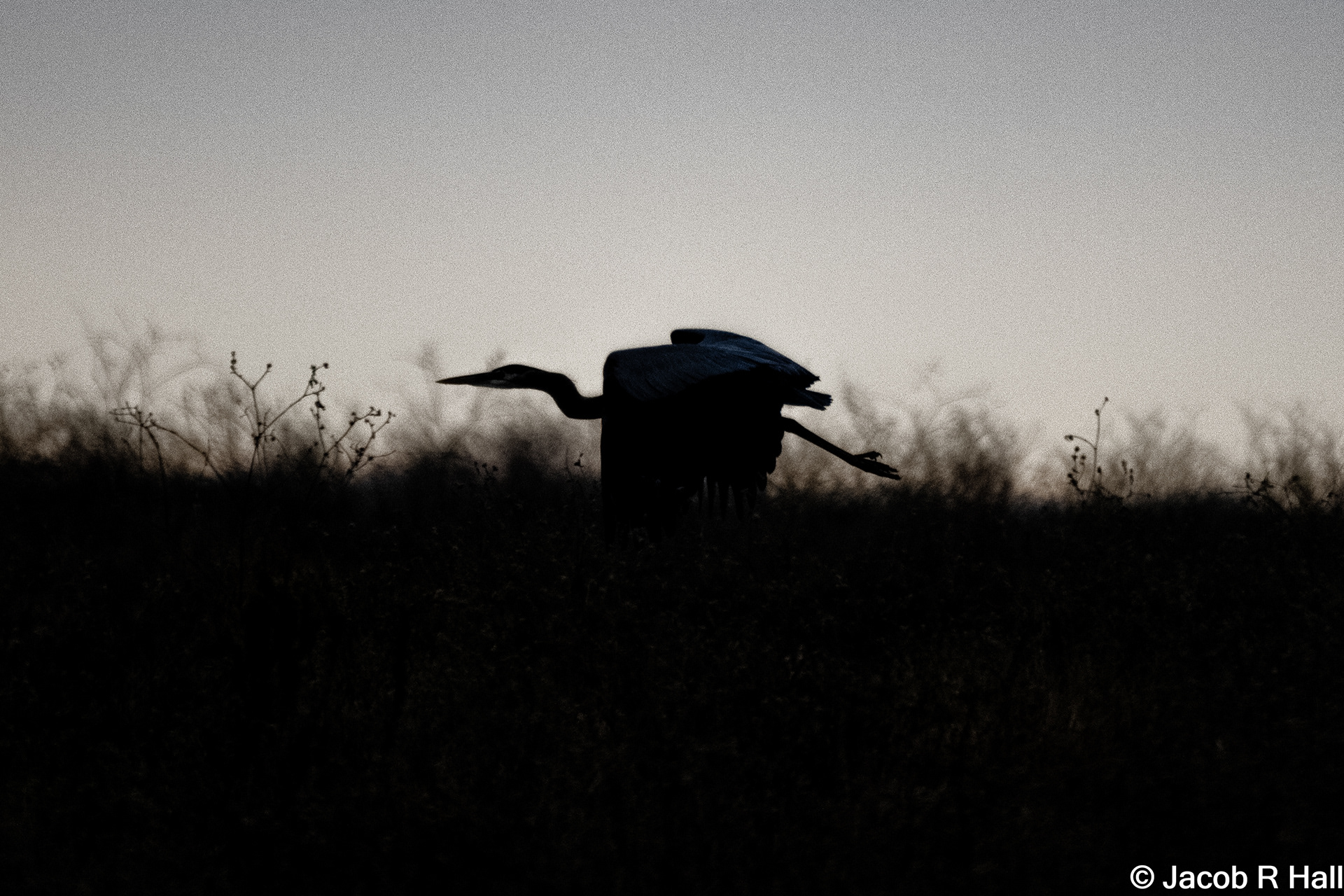 The Great Blue Heron