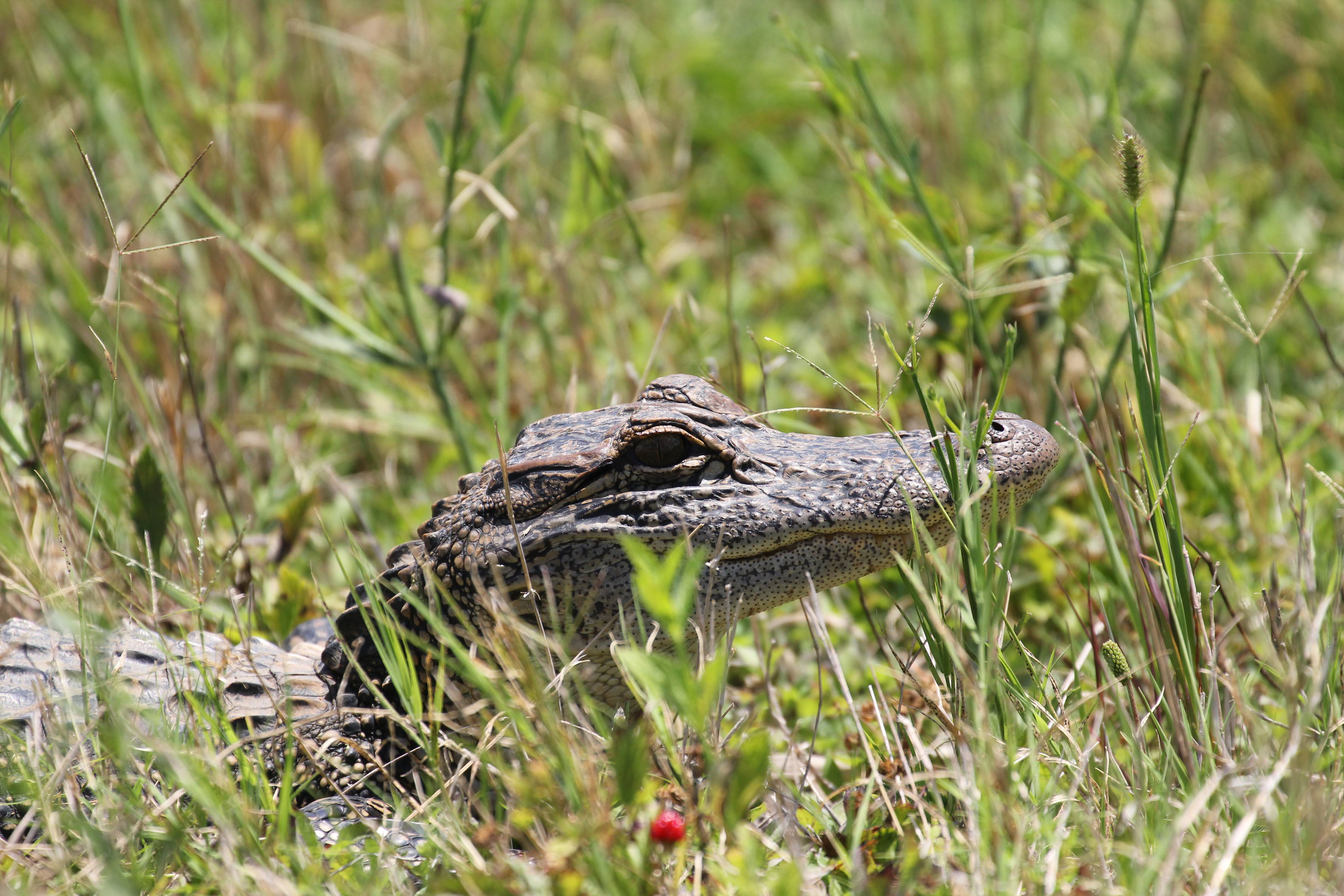 Alligator - Anahuac Wildlife Refuge