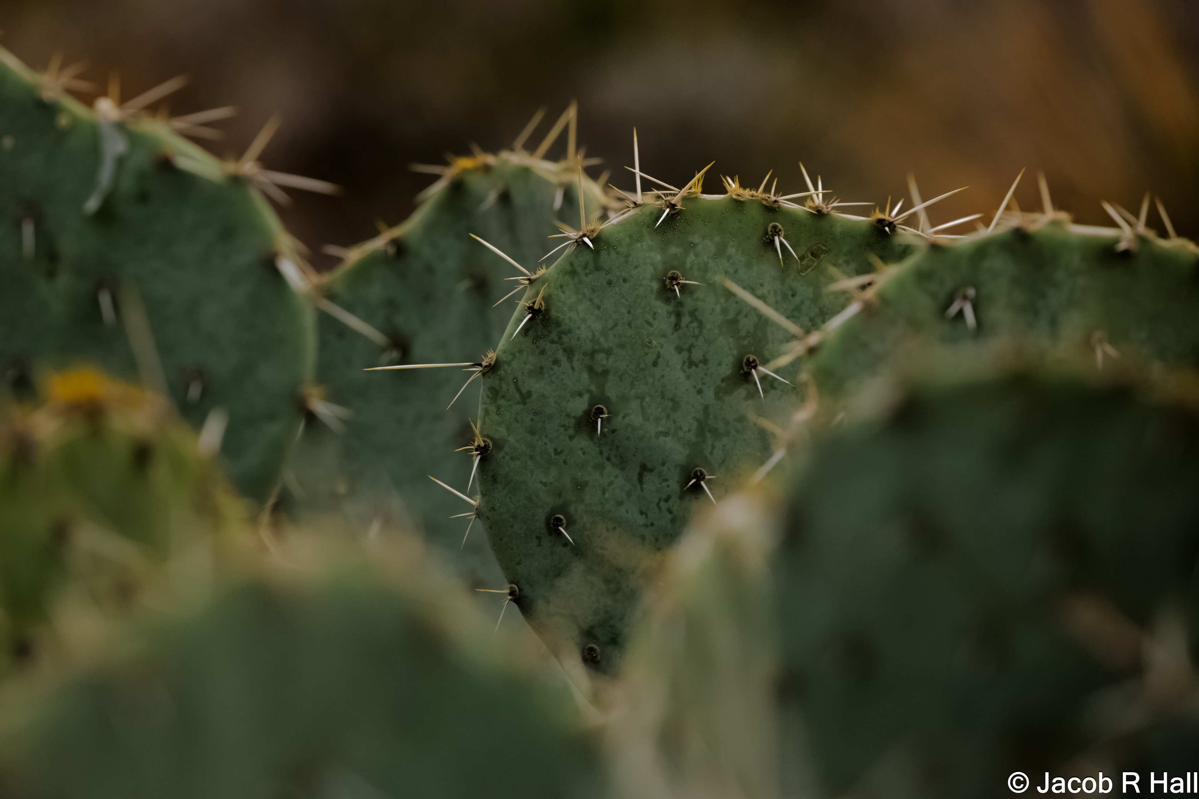Cactus 