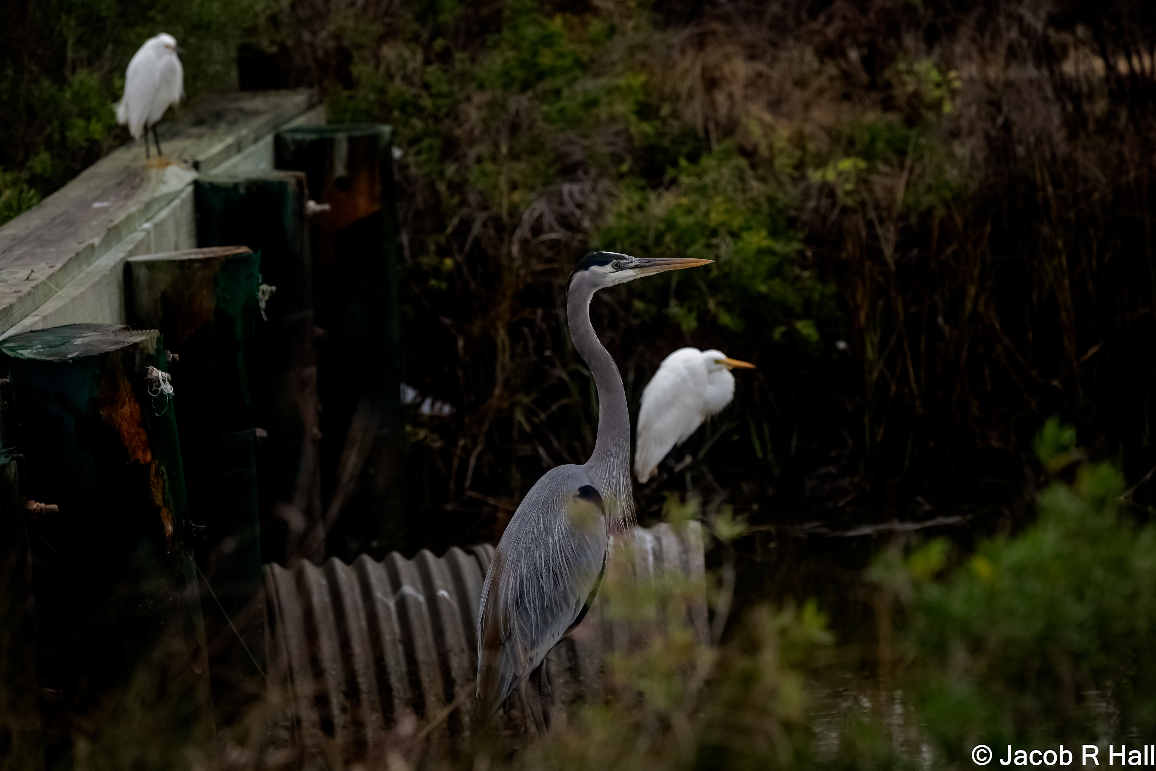 The Great Blue Heron, Great Egret, and Snowy Egret