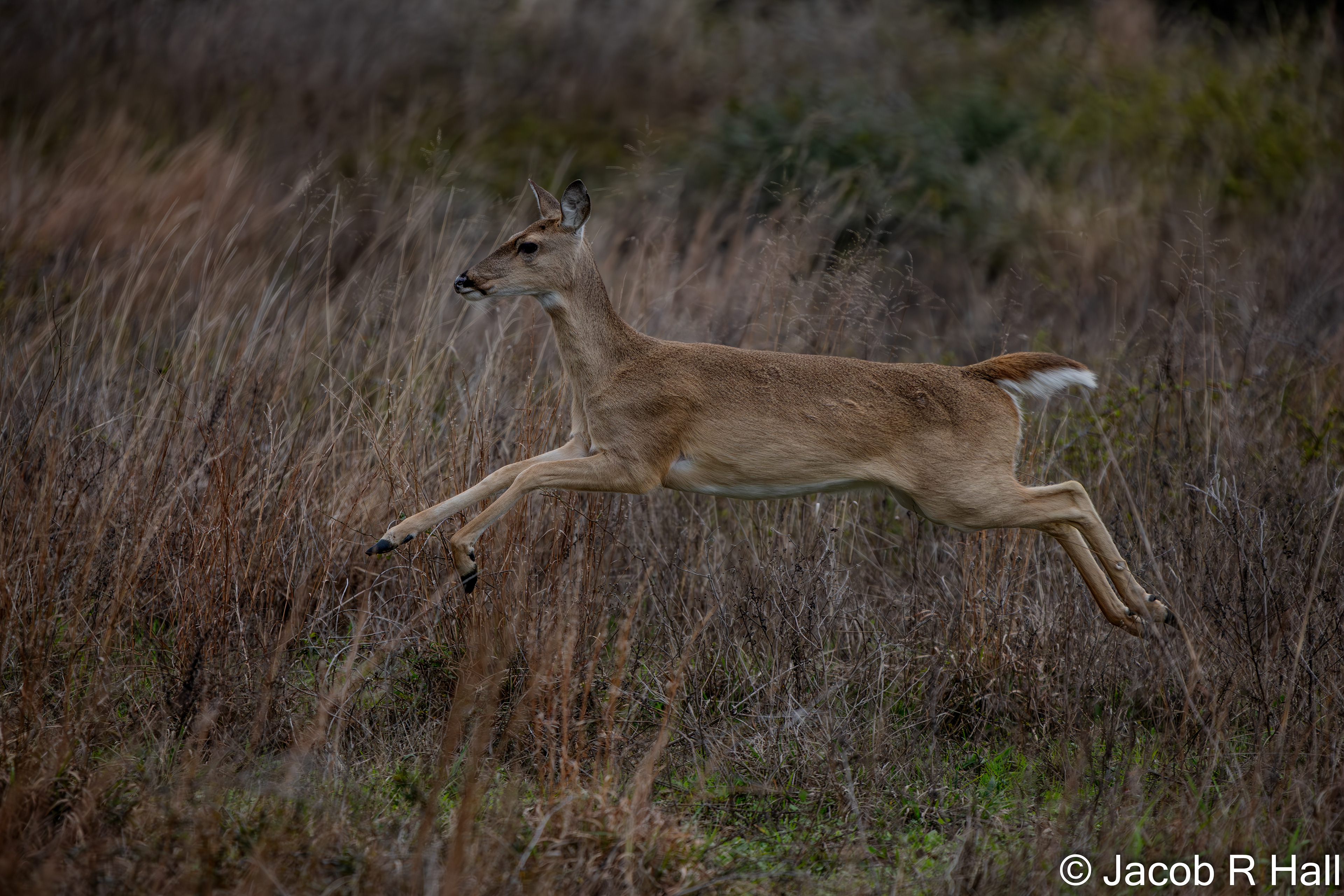 White-Tailed Deer jumping through the air.
