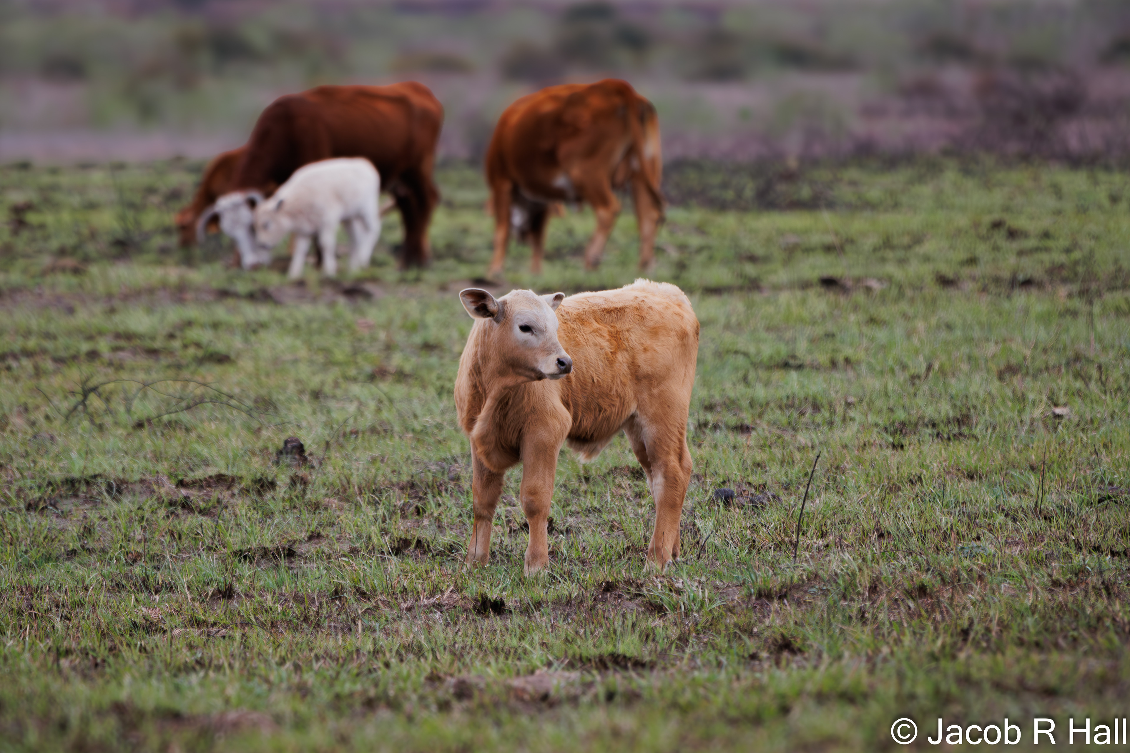 Baby Calf