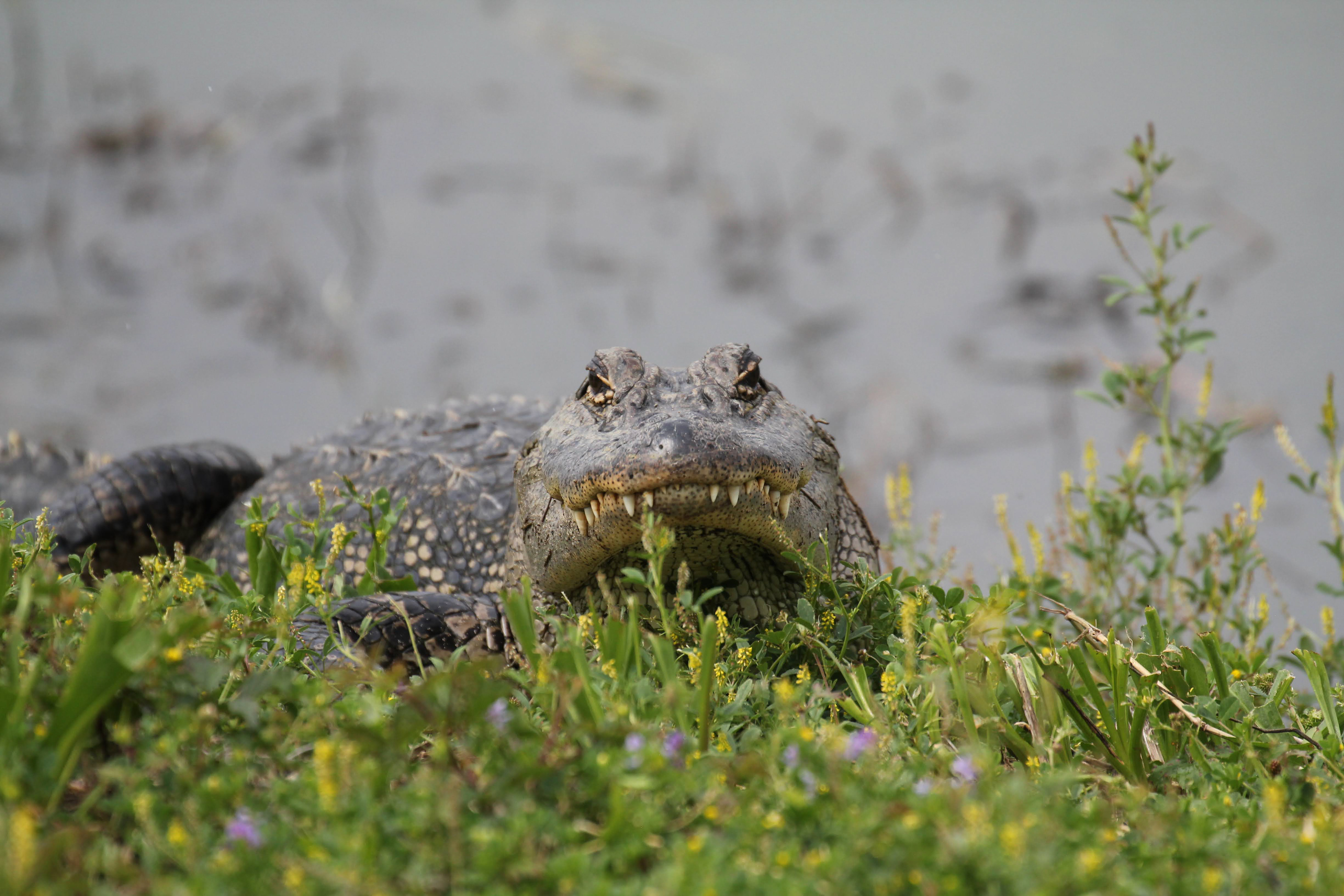 Alligator - Anahuac Wildlife Refuge