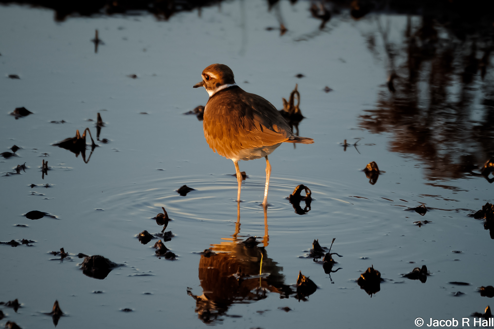 Killdeer