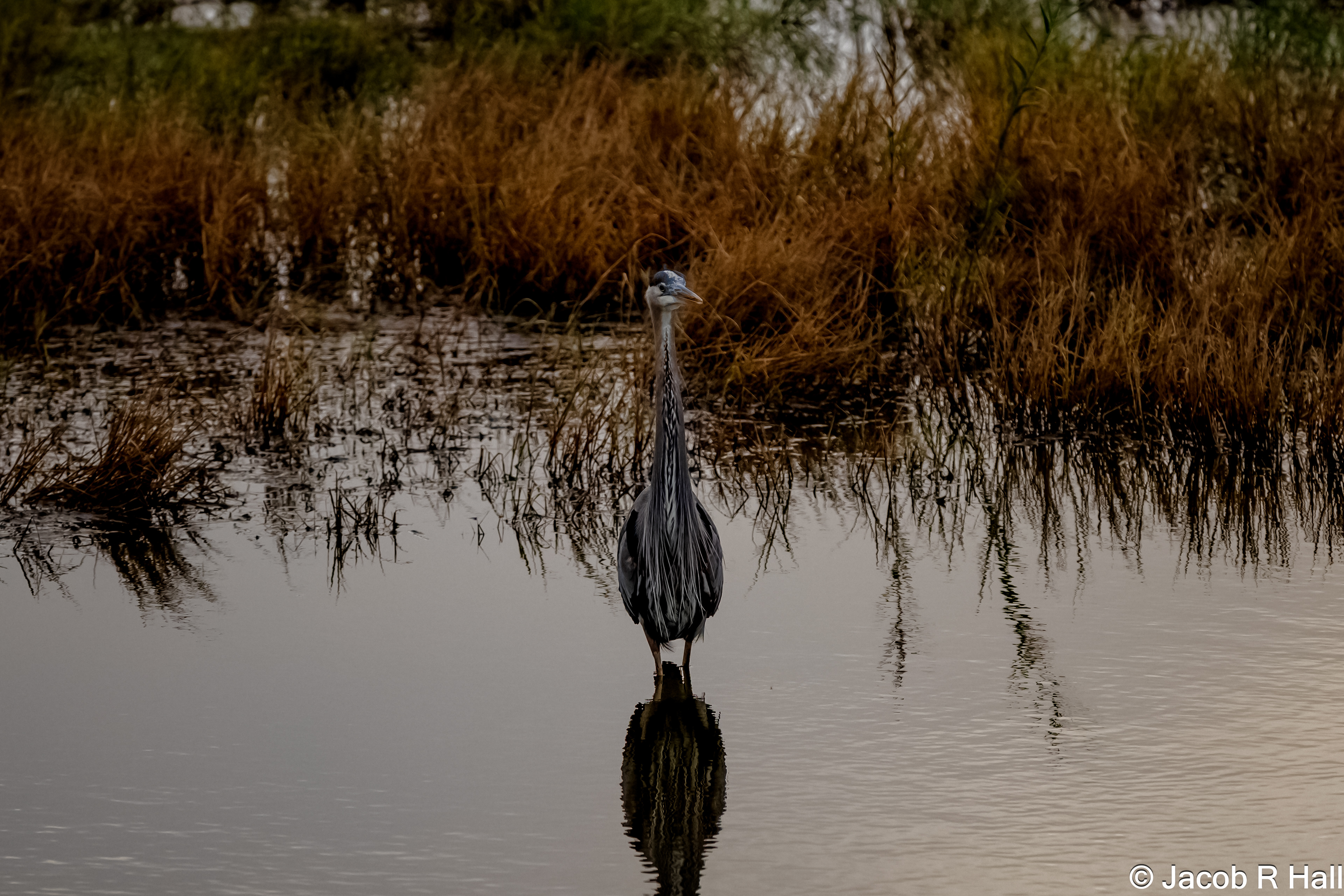 The Great Blue Heron