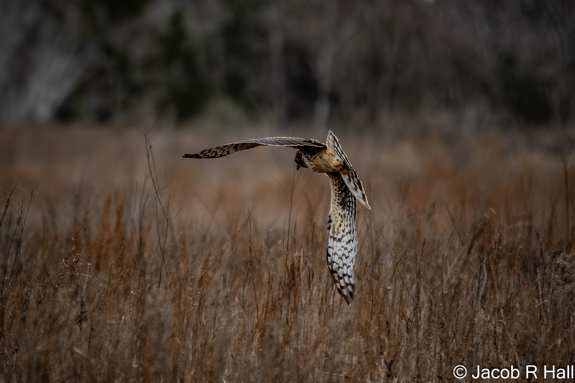 Hen Harrier