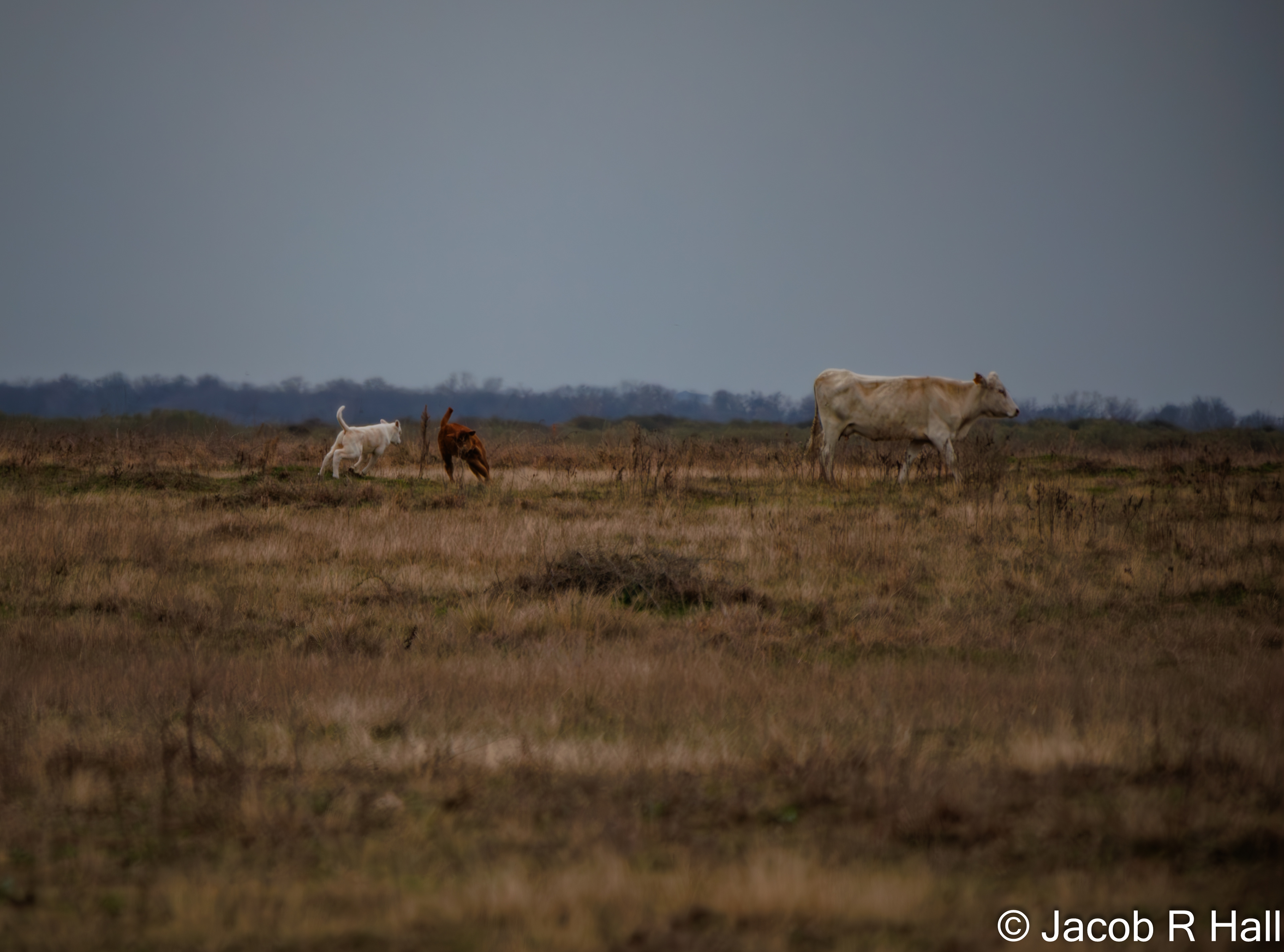 Cow and two baby Calfs