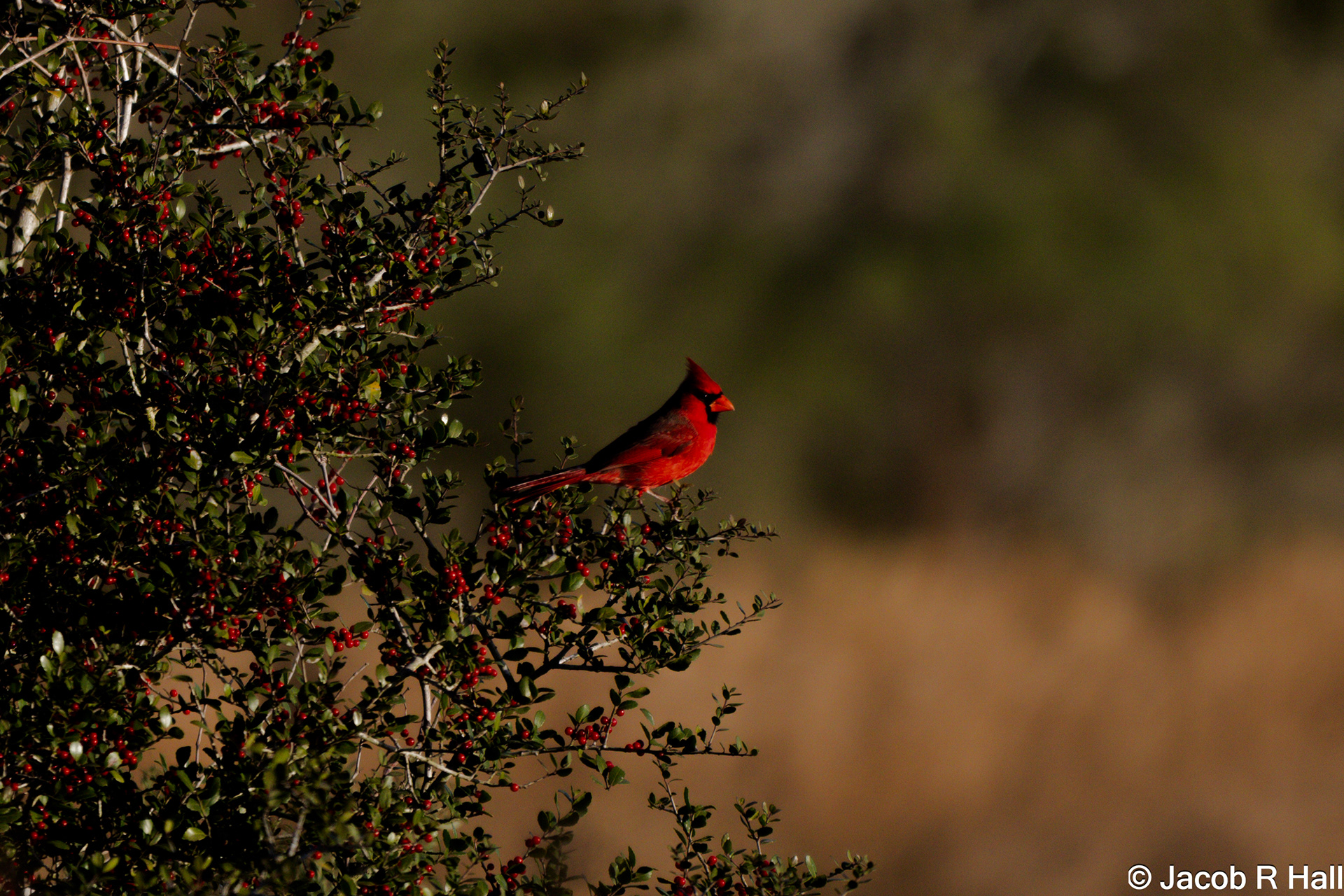 Northern Cardinal 