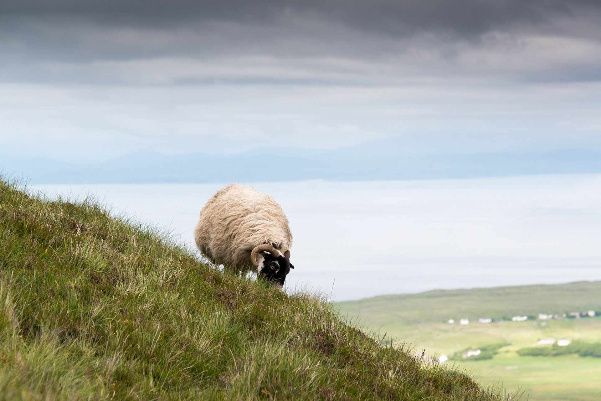Grazing in Isle of Skye