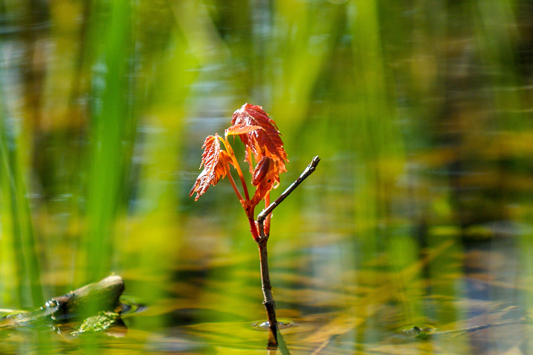 Water Birth (East Lansing, MI)