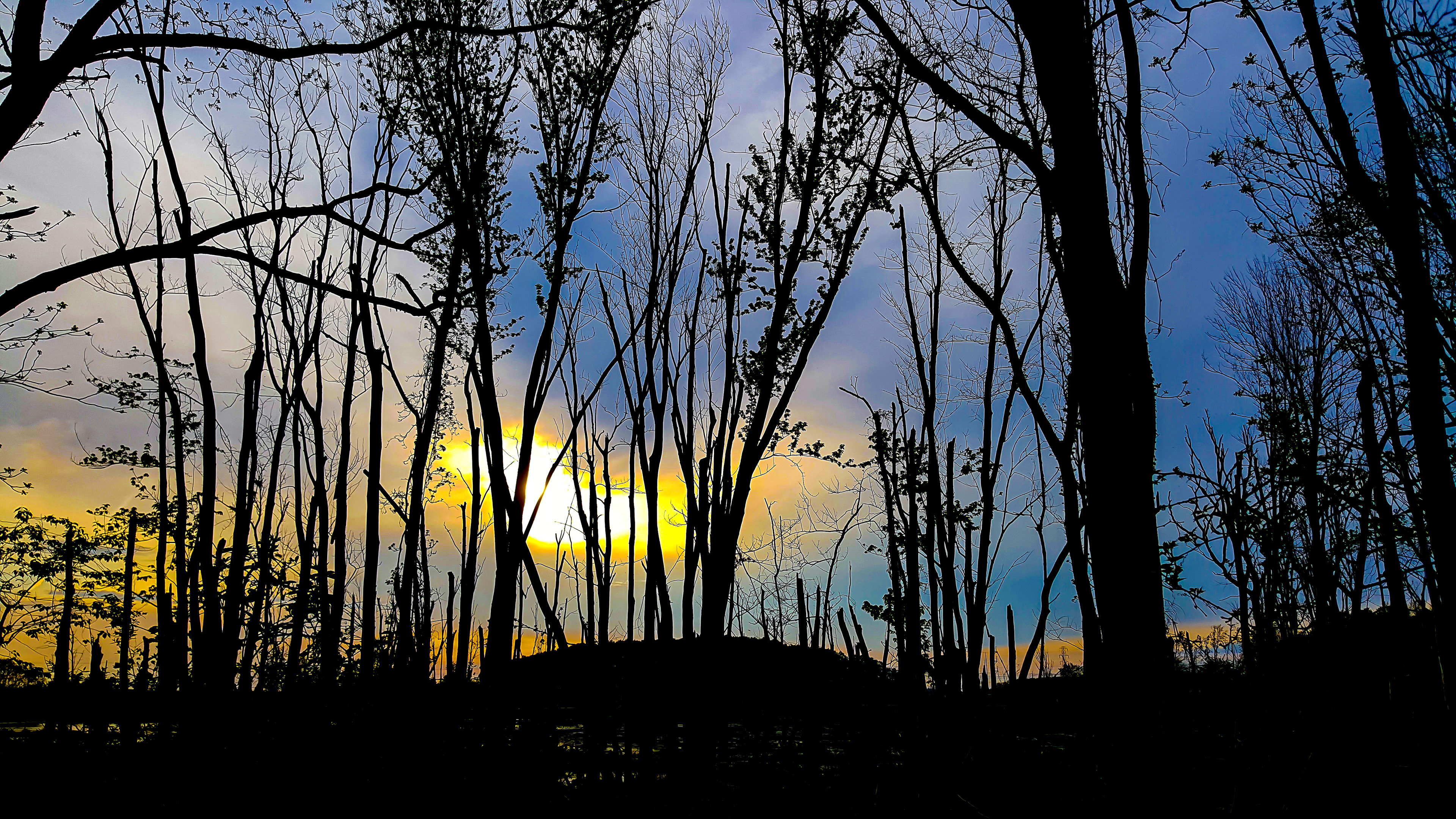 Silhouette of Apocalypse: Exploding world behind a spring-time woodland (Okemos, MI)