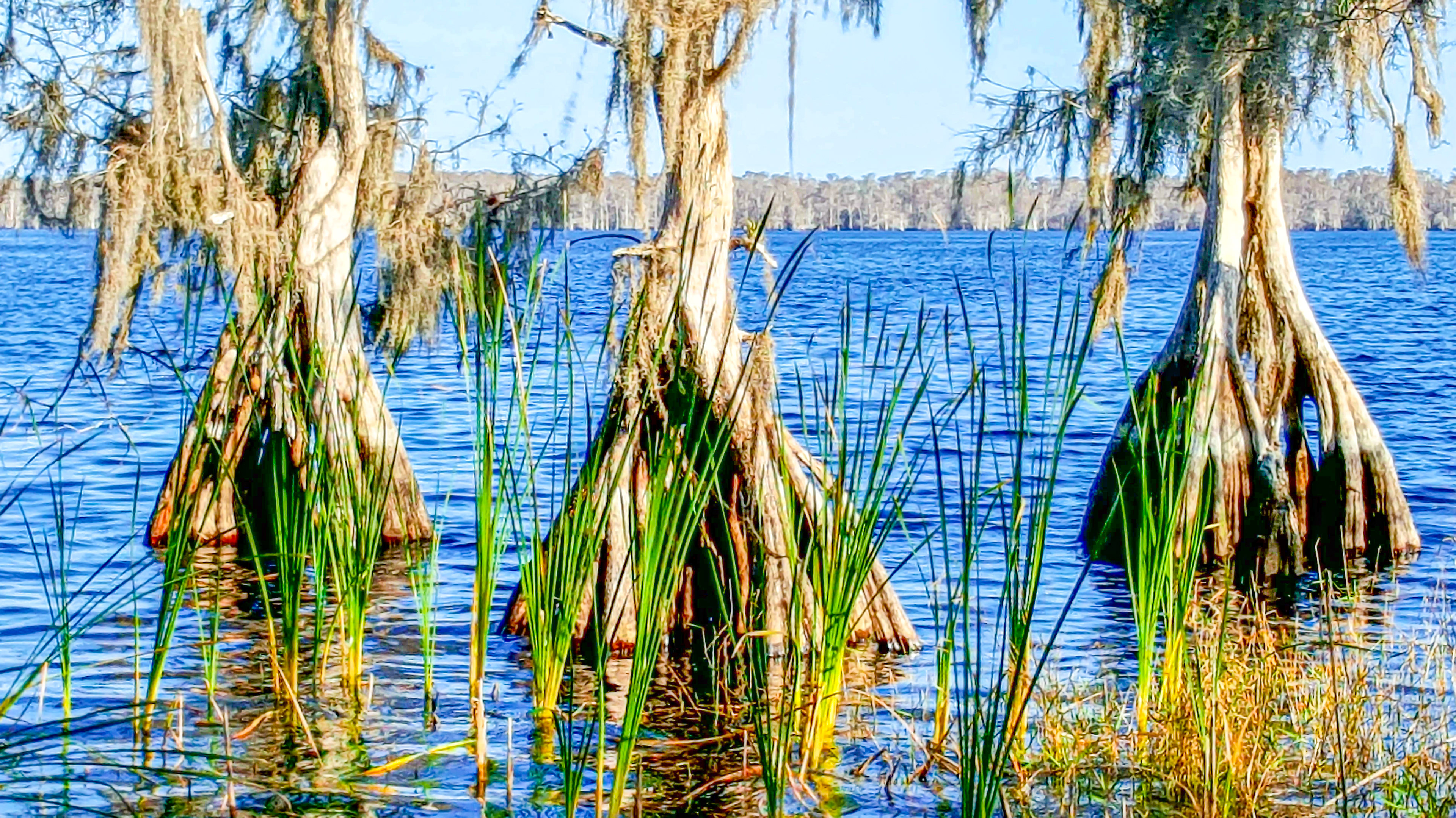The Amphibians (Sarasota, FL)