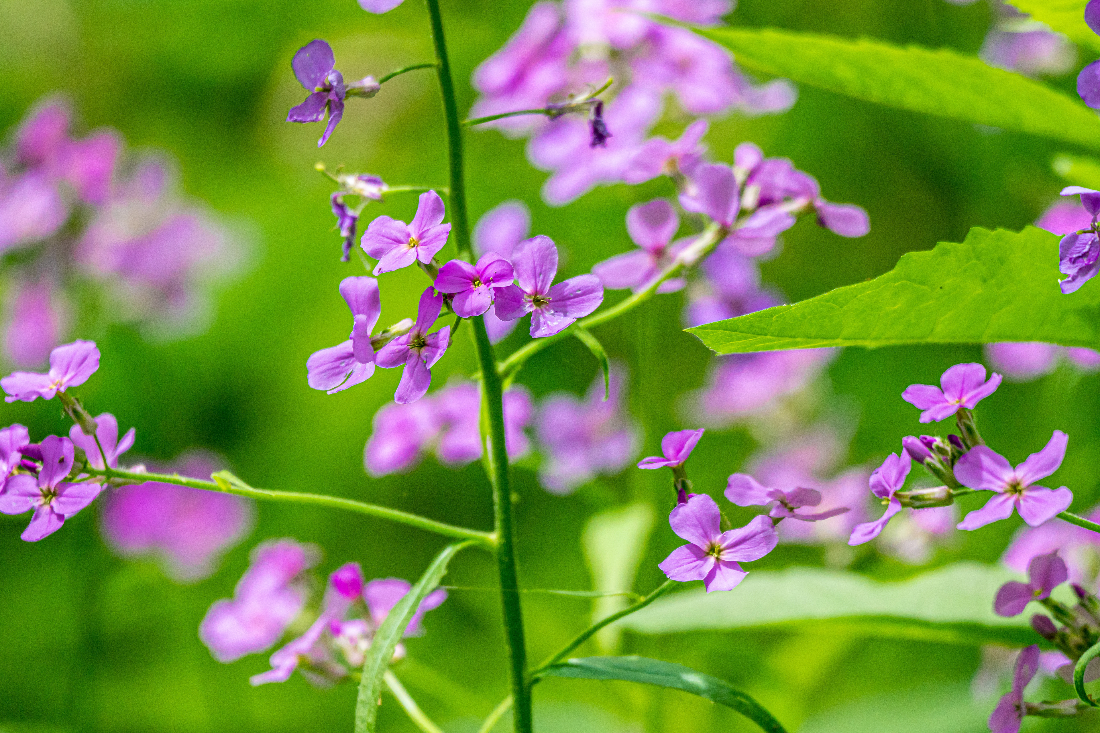 Seduction of Wild Purple (Oak Harbor, OH)