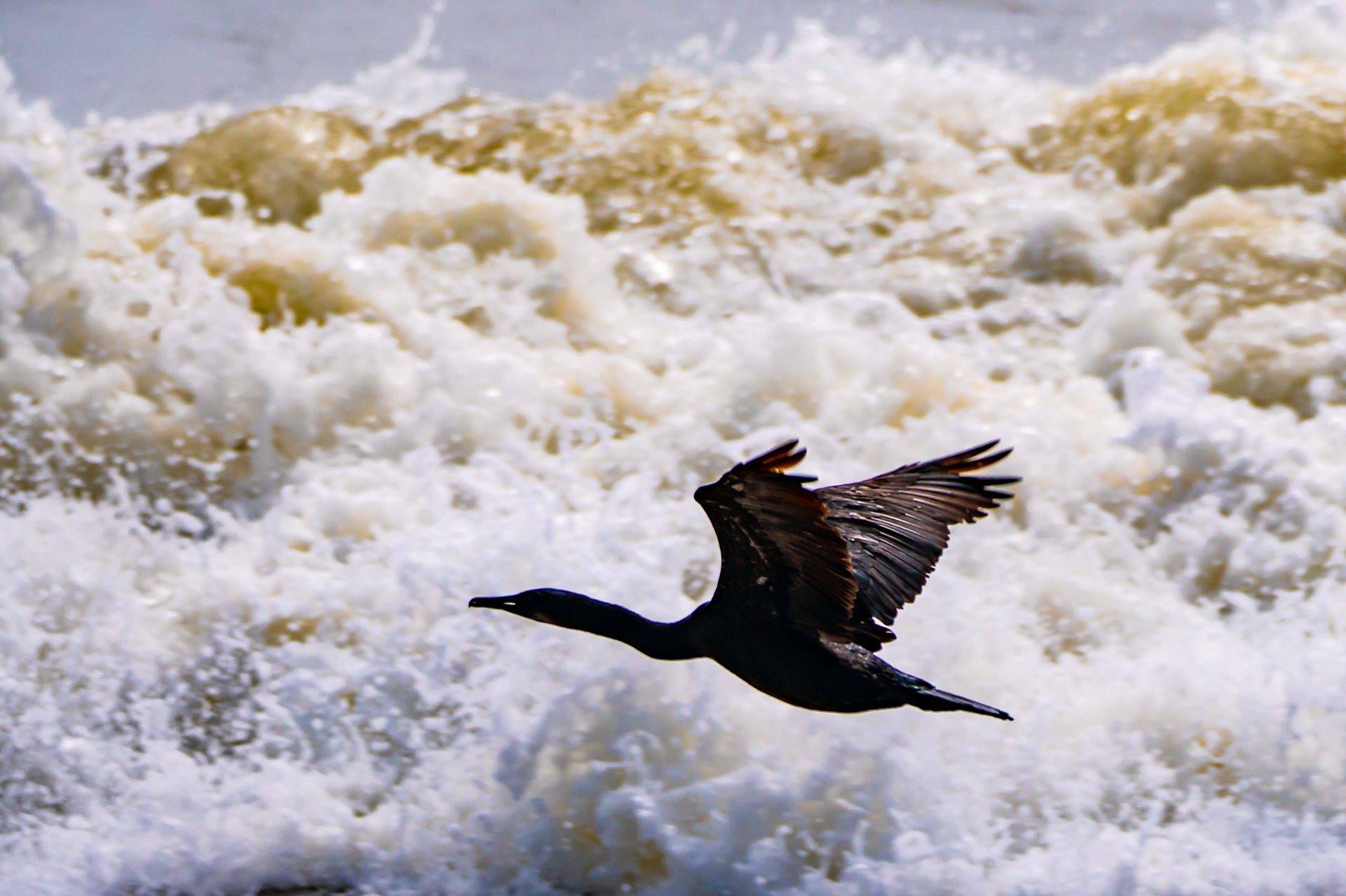 Negotiating Life: Cormorant flying through ocean waves