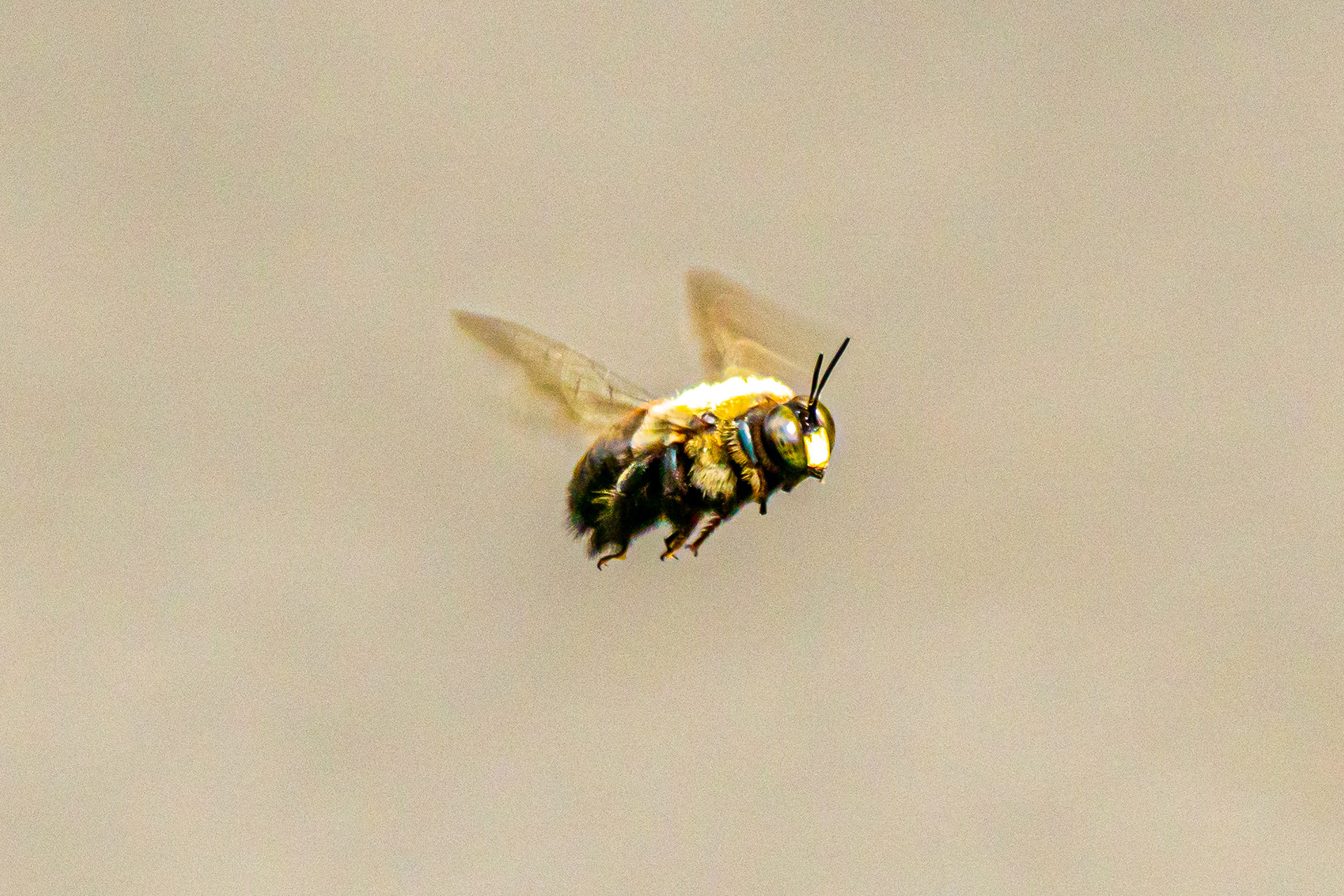 Defying Gravity: Beating wings 200 times every second