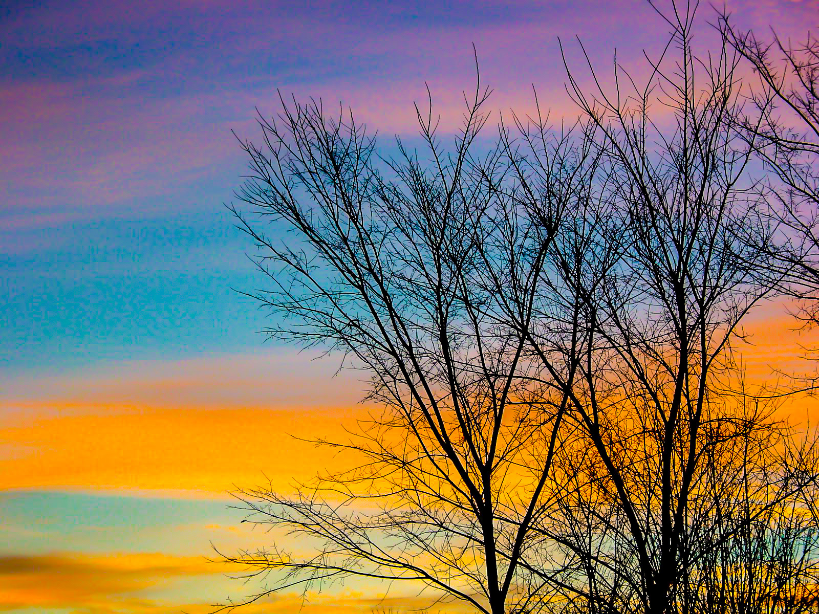 Surreal Backdrop: Painted winter trees in early dawn (Okemos, MI)