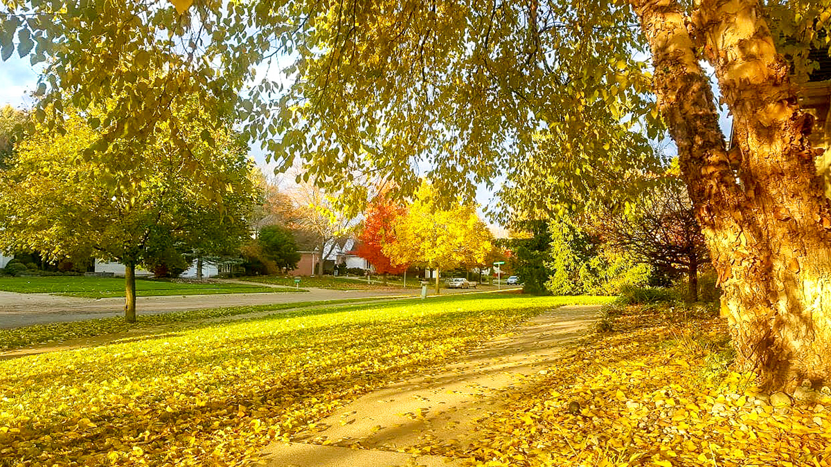 Flaming Fall (Okemos, MI)