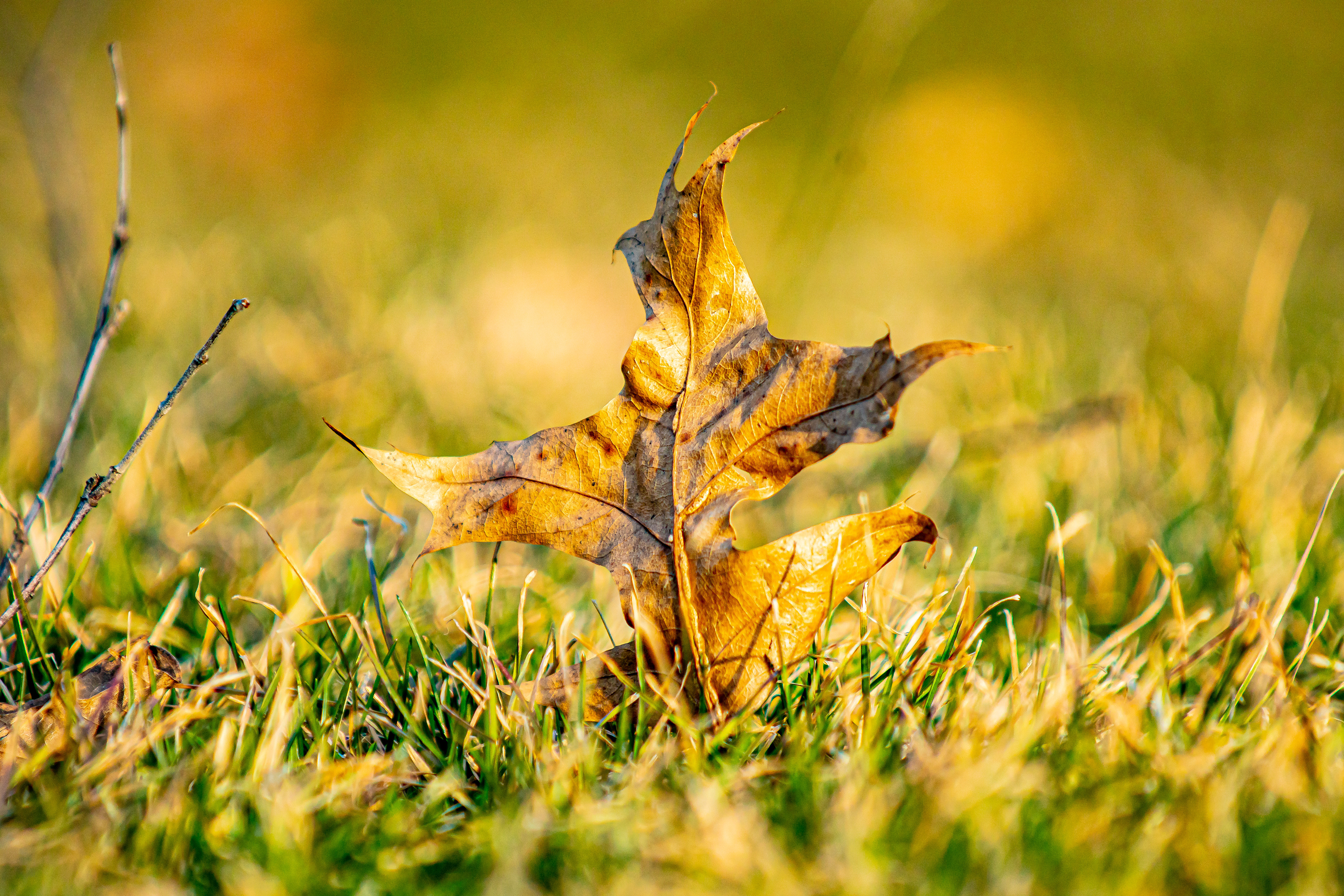 Fallen Pride (Oak Leaf, Okemos, MI)