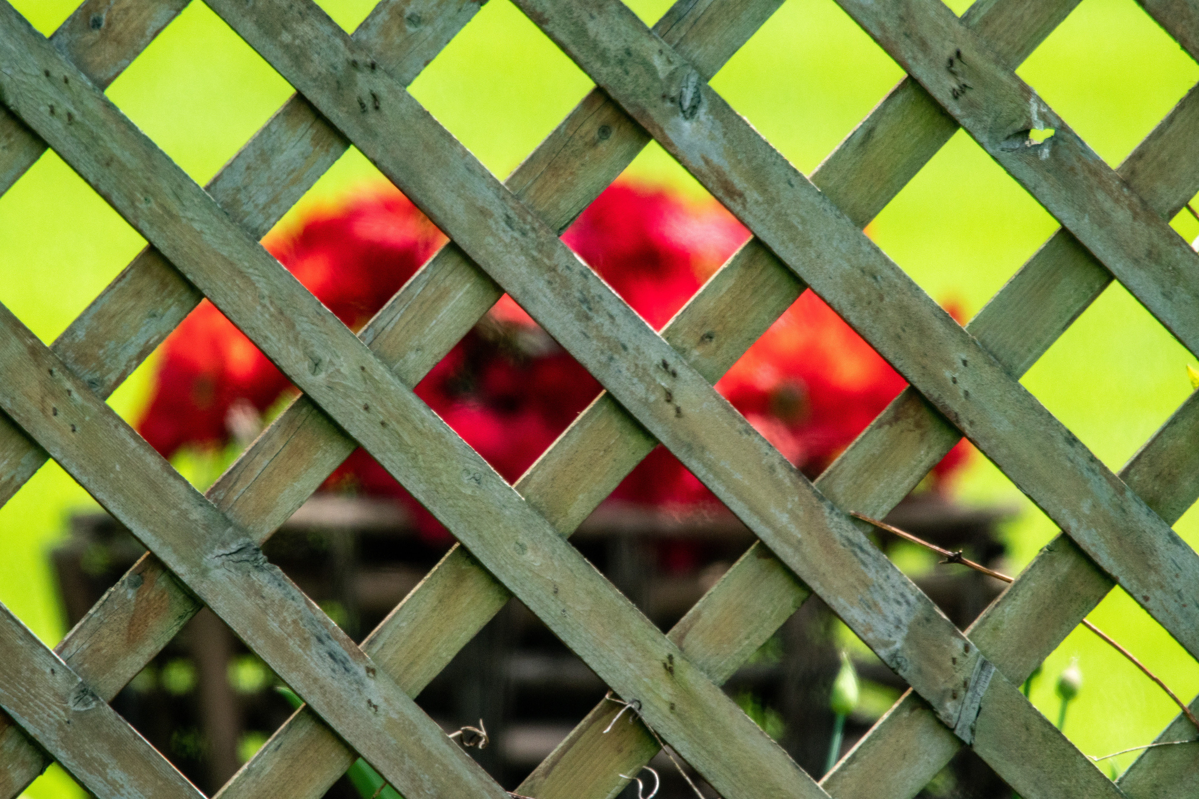 Incarceration of Color