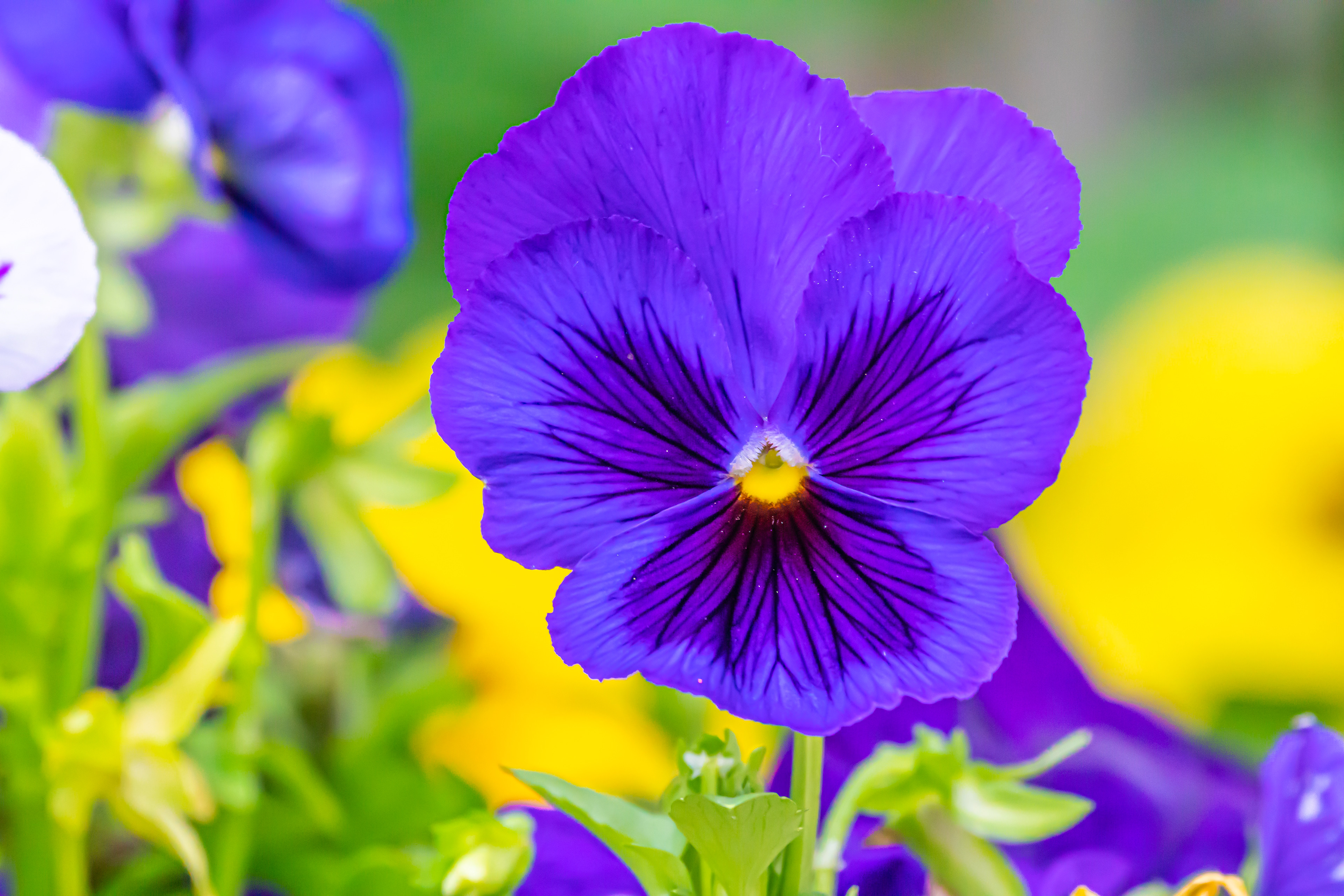 Gazing Pansy (Pigeon Forge, TN)