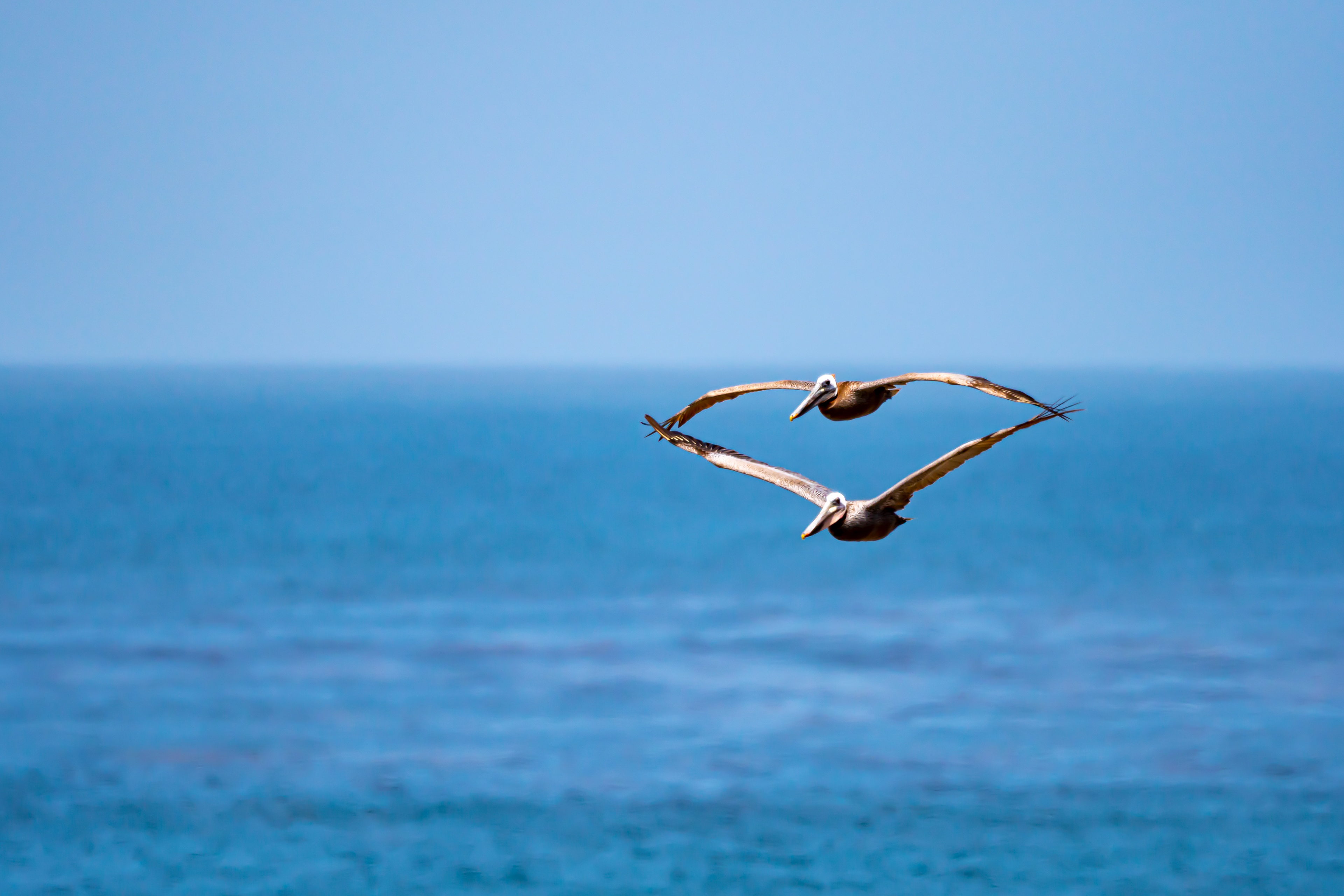 Accidental Symmetry: Pelican Pair over Pacific