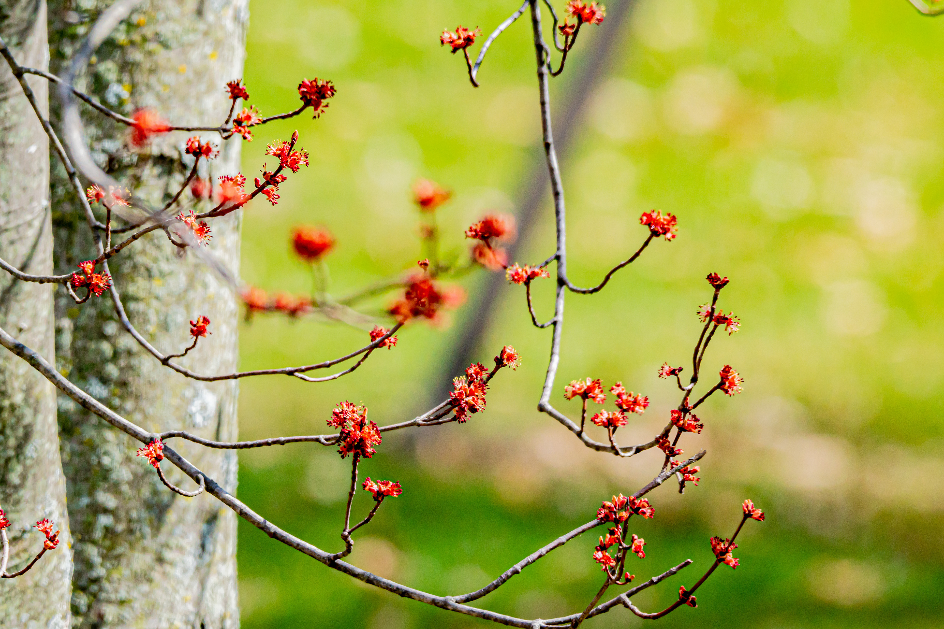 Whiff of Spring (Okemos, MI)