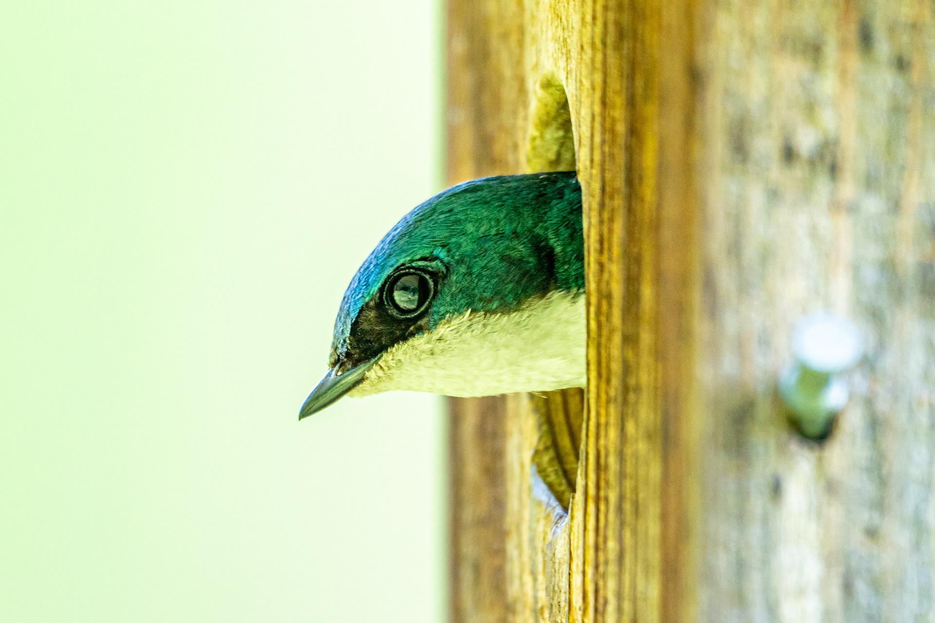 Inter-species Tenancy : Tree Swallow