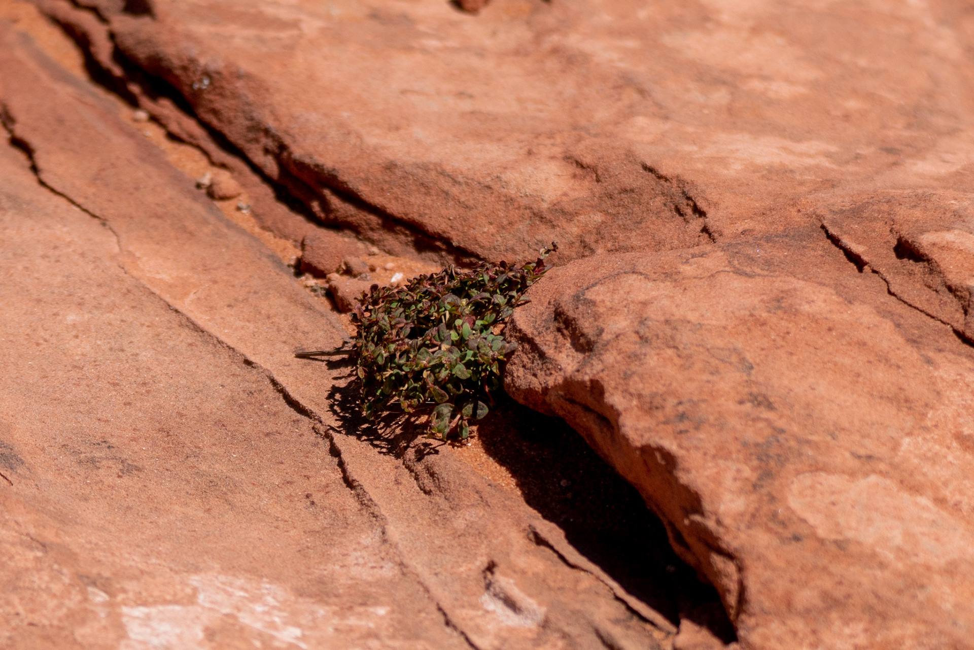 Persistence of life 