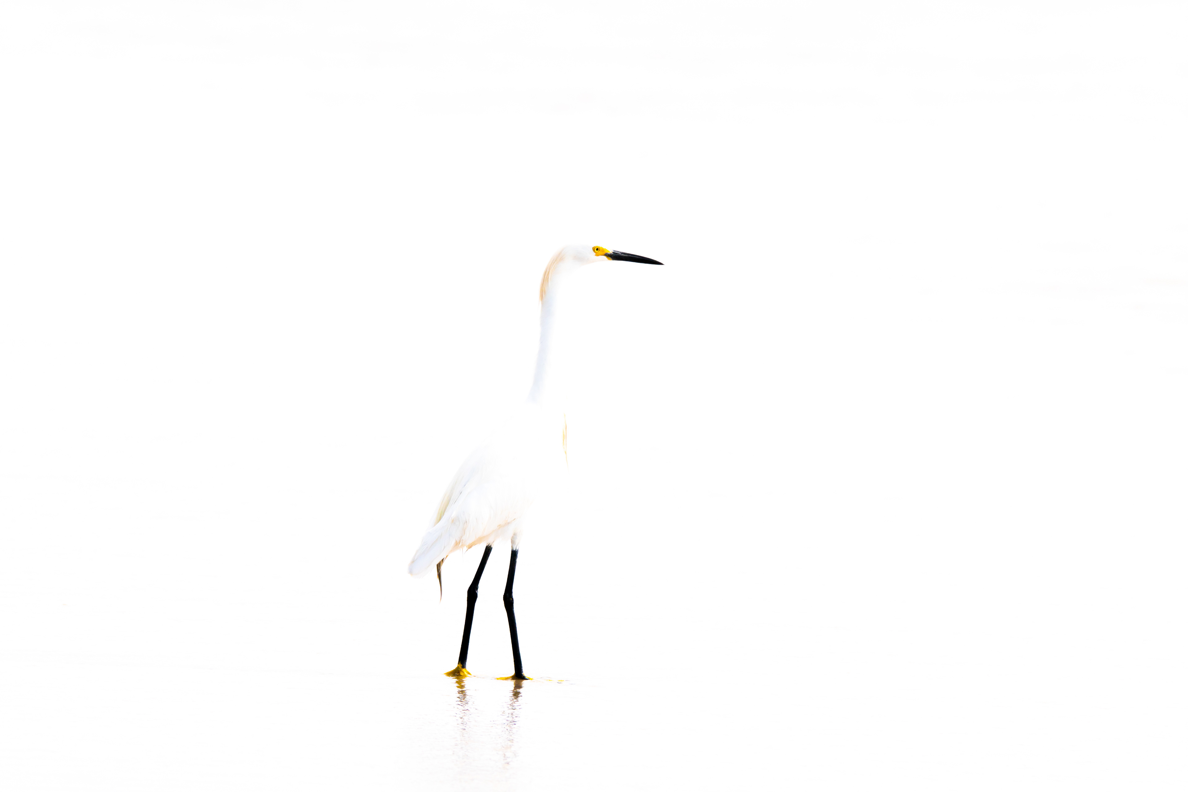 Fading out of Existence: Great egret on ocean beach
