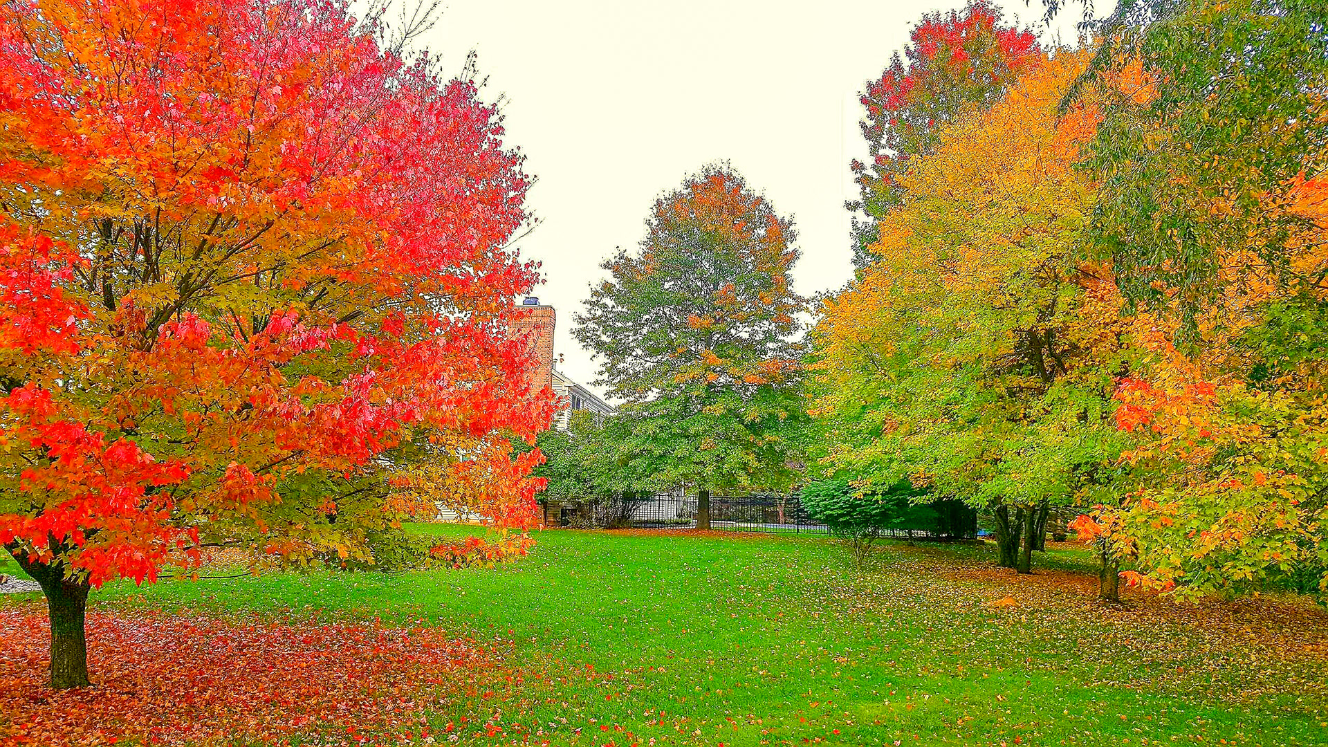 Burning Maple (Okemos, MI)