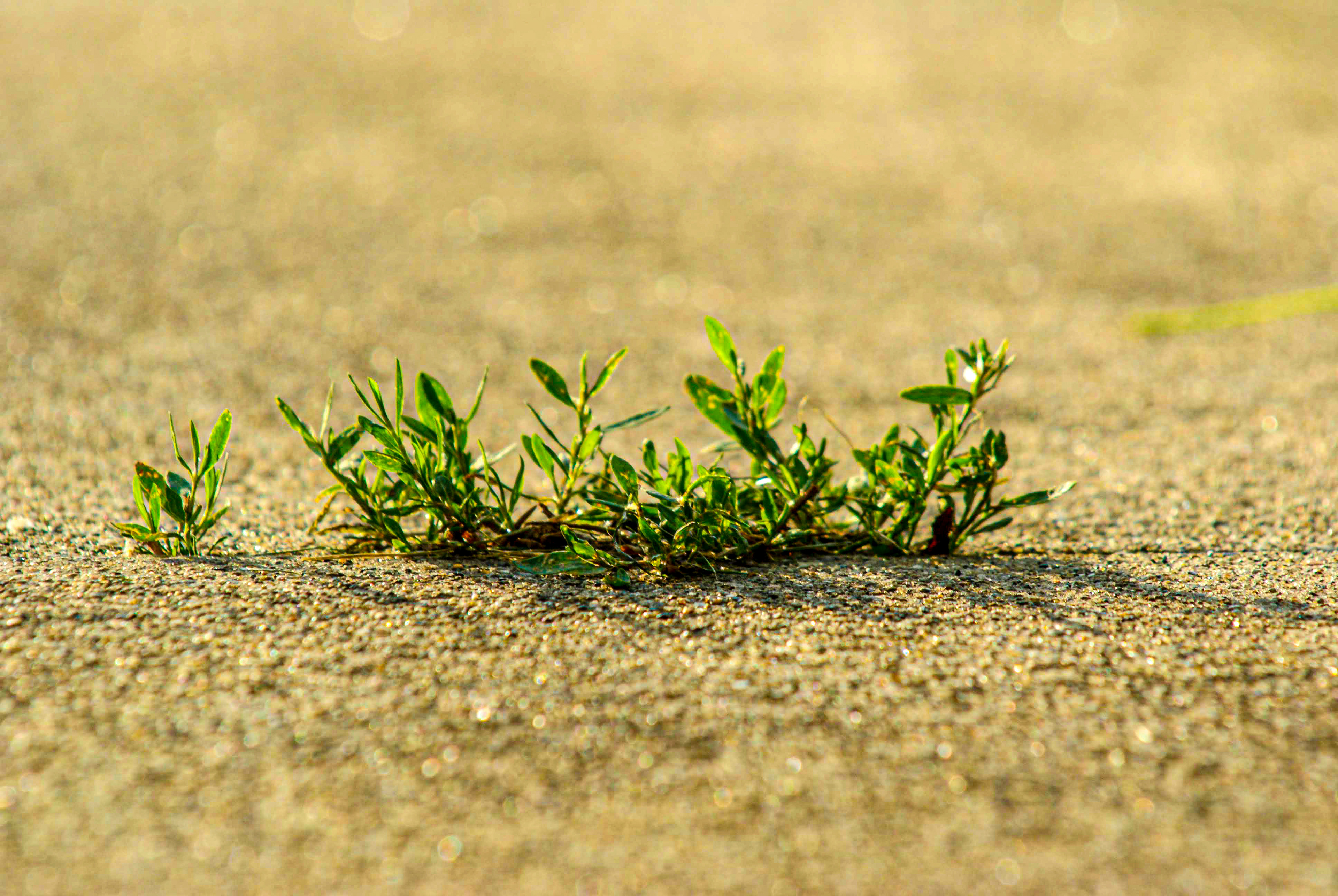 Persistence: Life in a concrete crack (Okemos, MI)