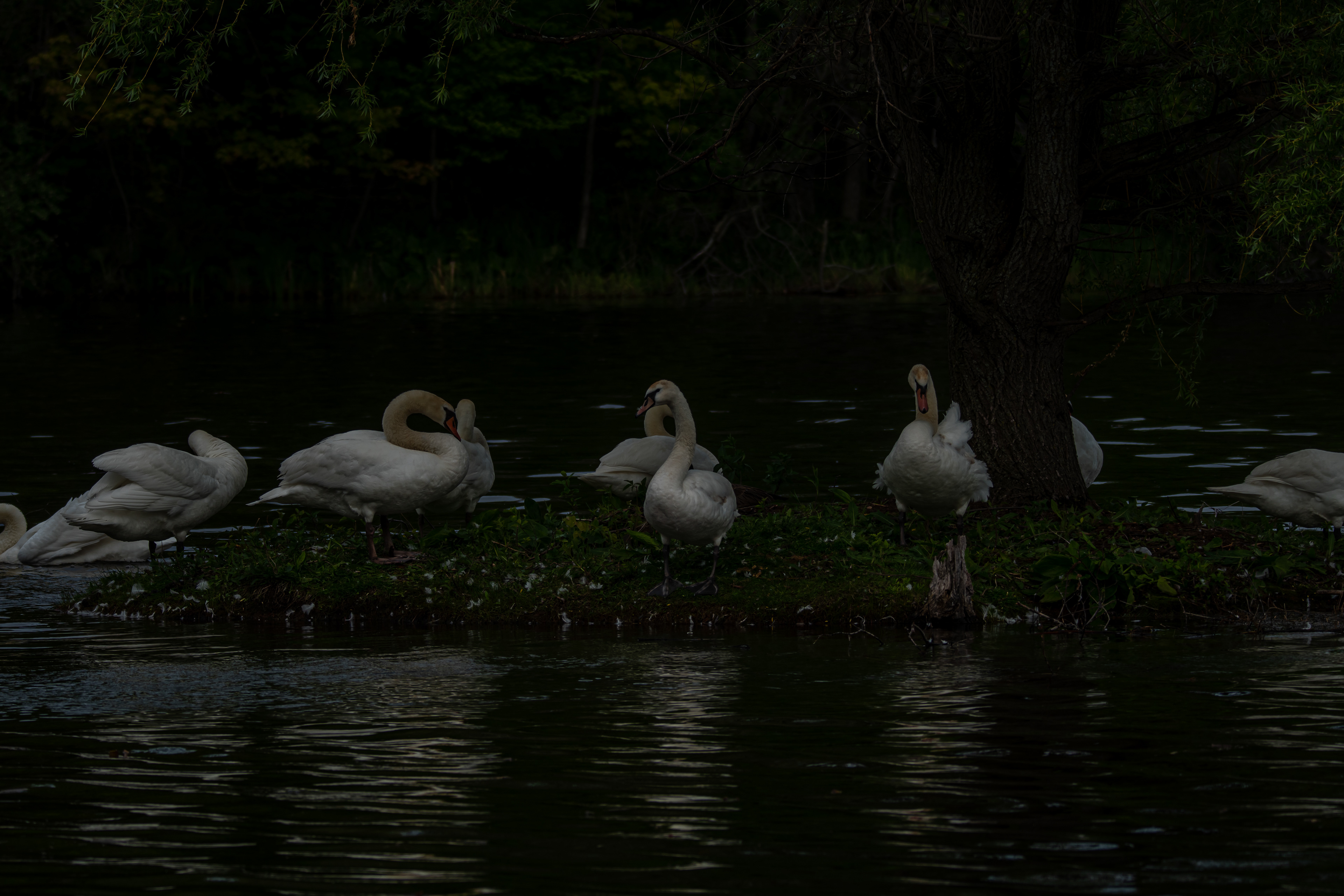 Moonlight "Swanata": Swans on a moonlit lake