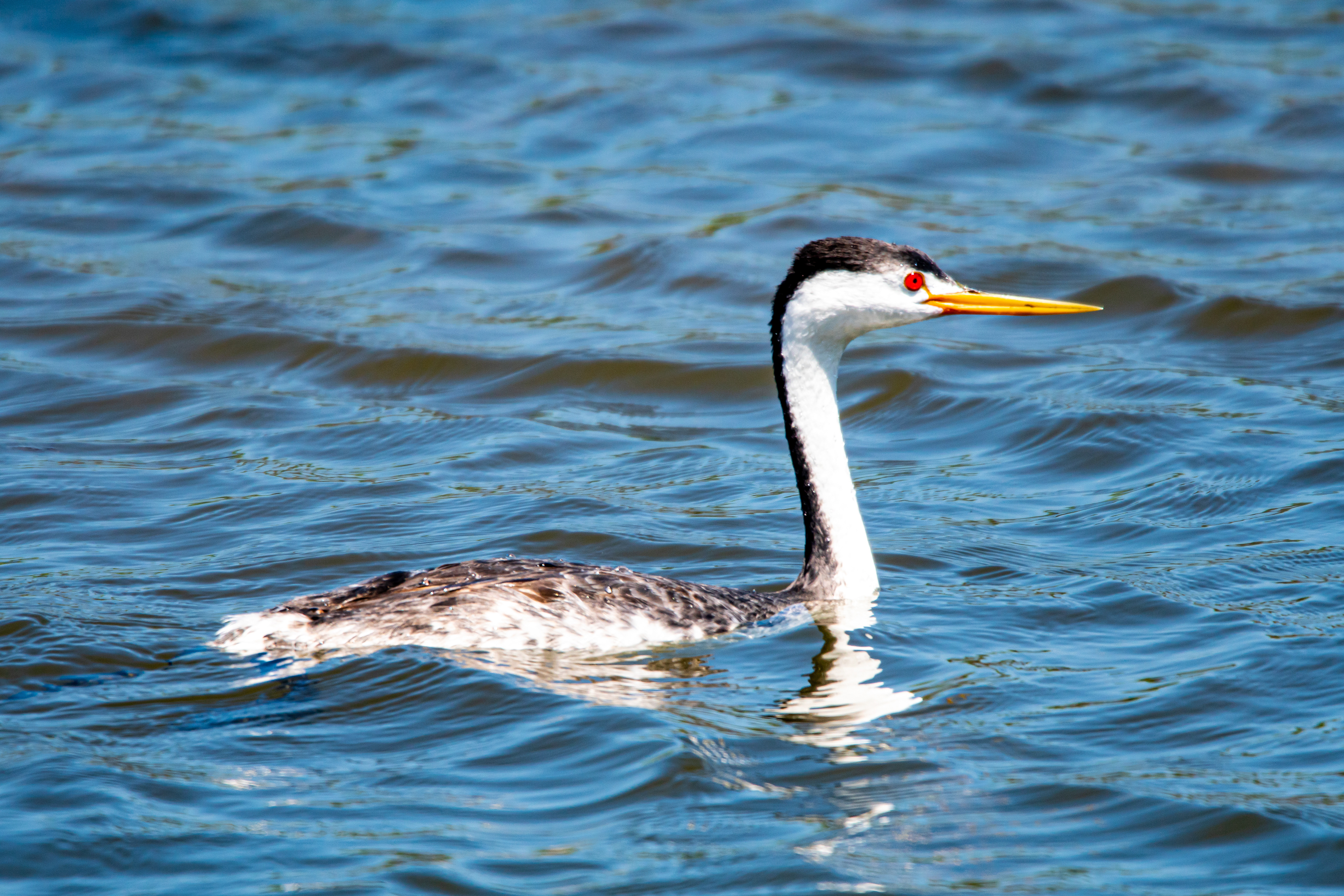 Perfection as a Gift from Randomness: Clark's Grebe