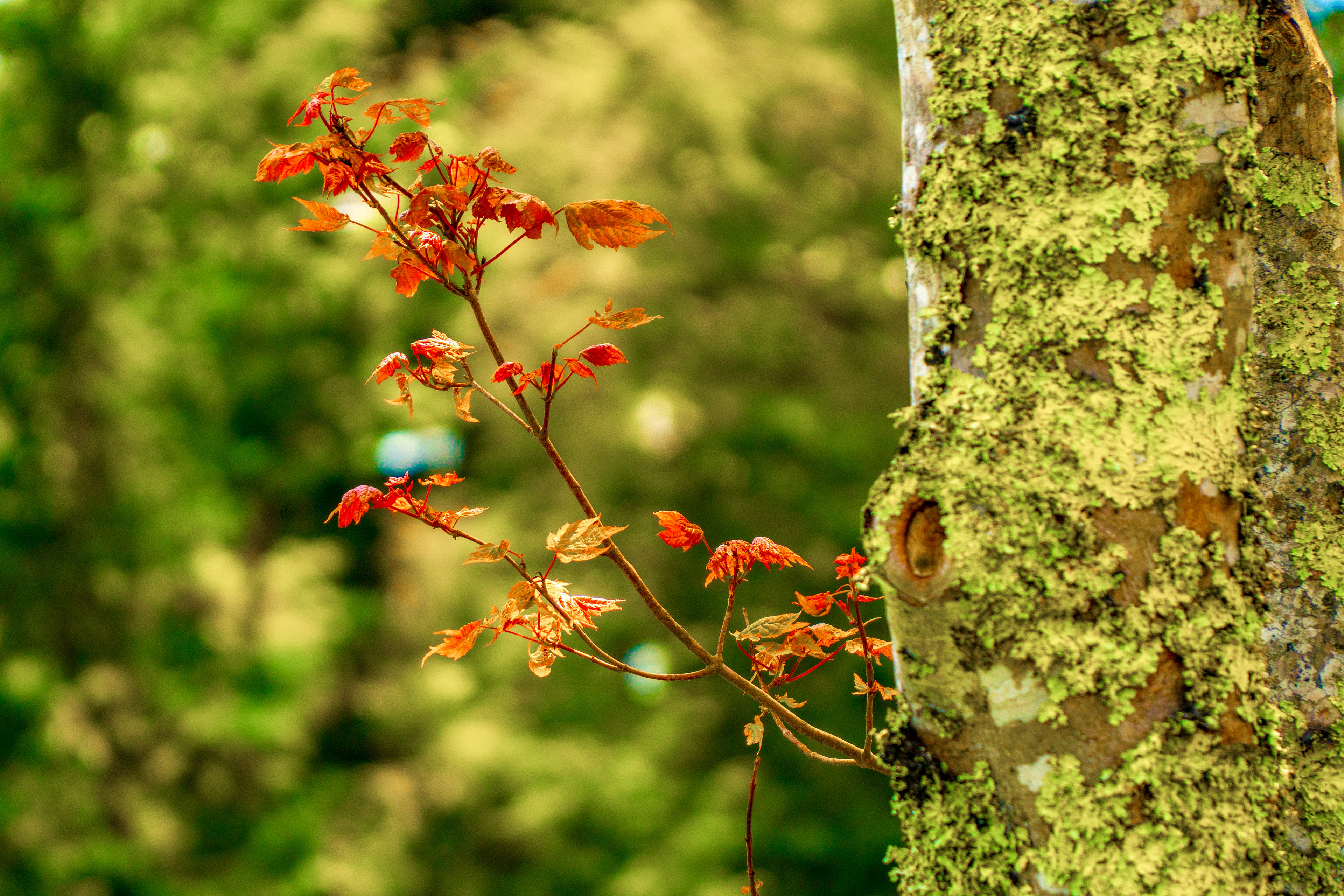 Color of Spring - Kisholoy (Gatlinburg, TN)