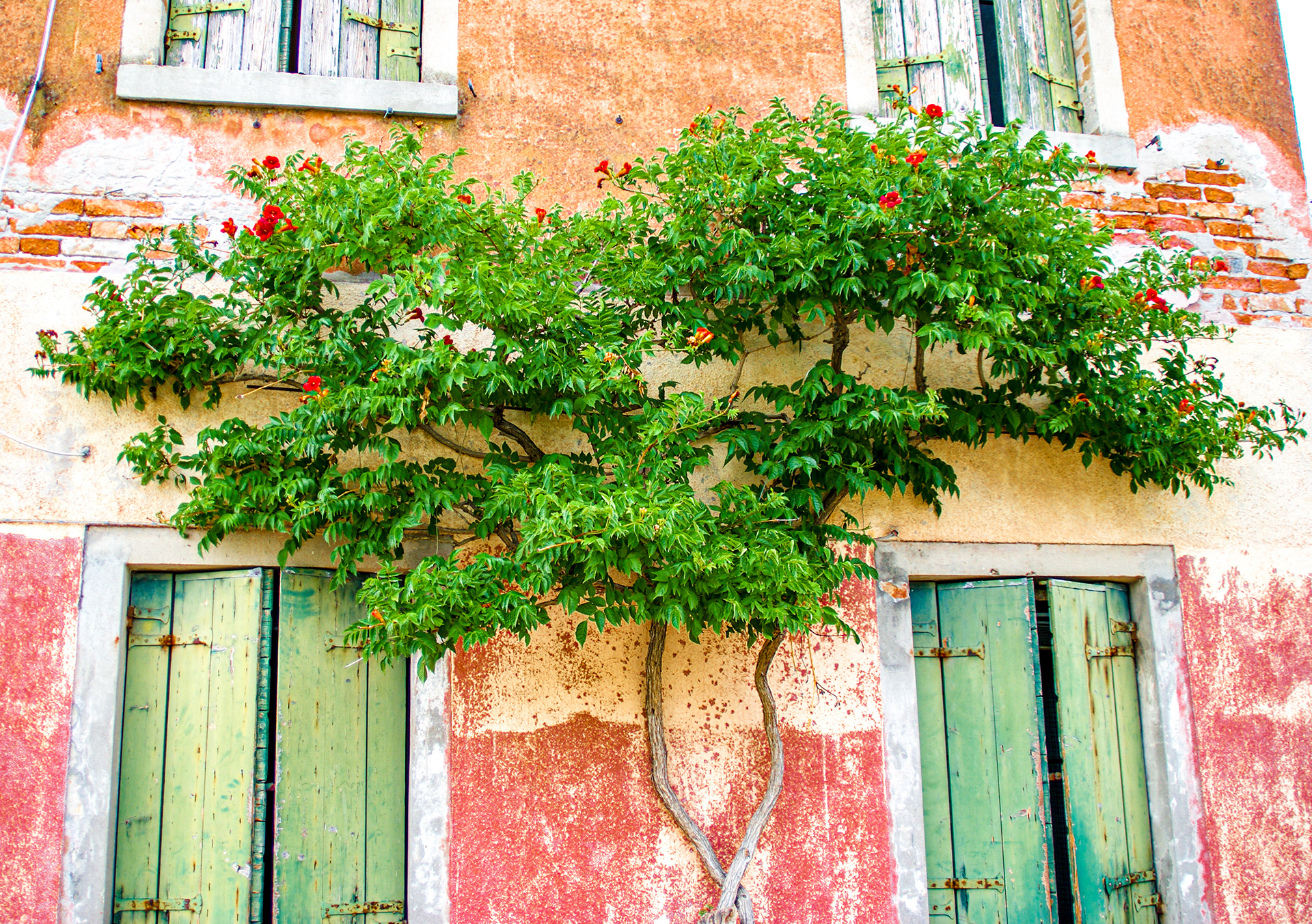 Concrete Creeper (Murano Island, Venice, IT)