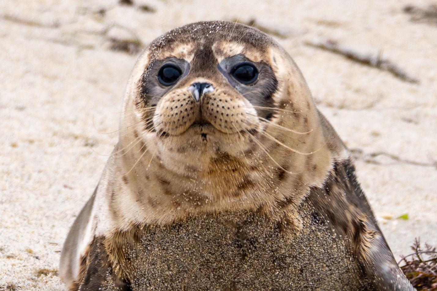 Meeting of Visual Cortices: Face to face with a baby seal