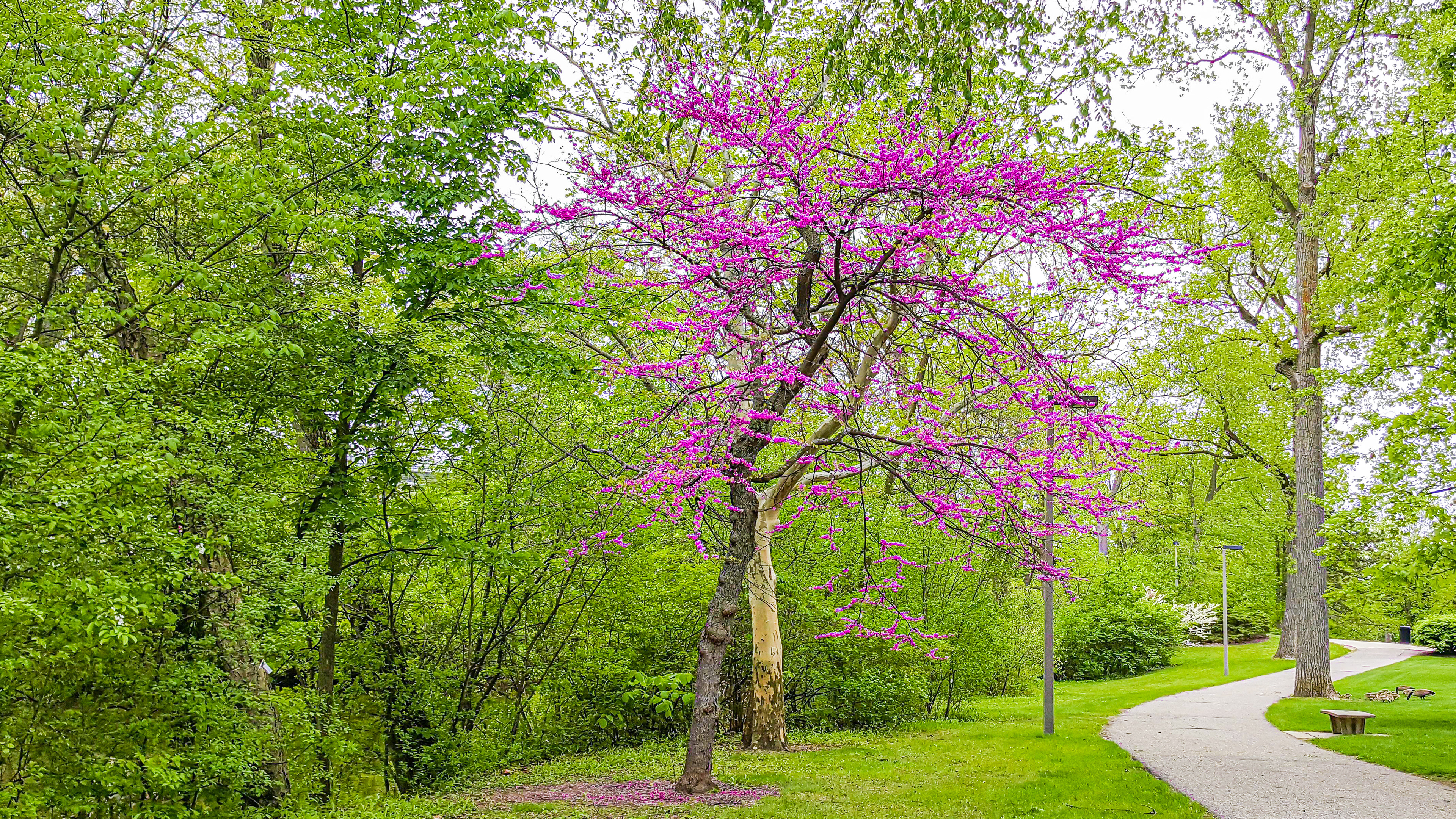 Purple Tenderness (Michigan State University Campus, MI)