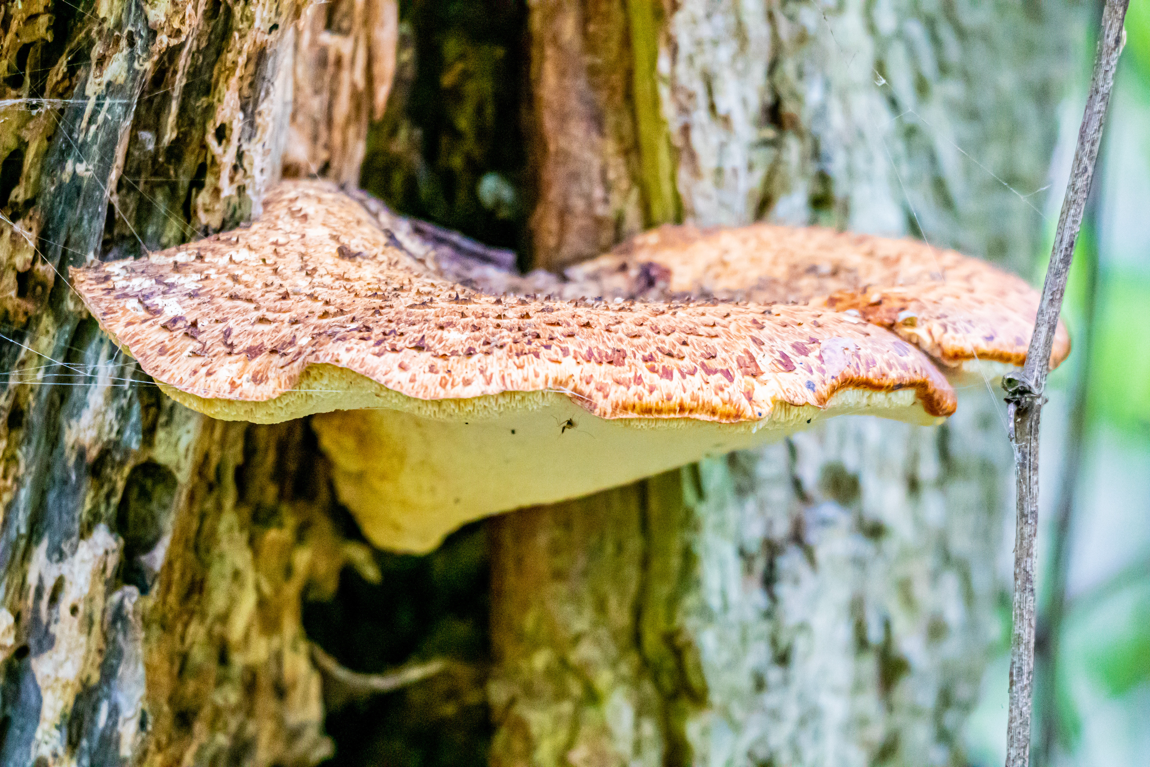 Fungal Grace (Maumee Bay, OH)