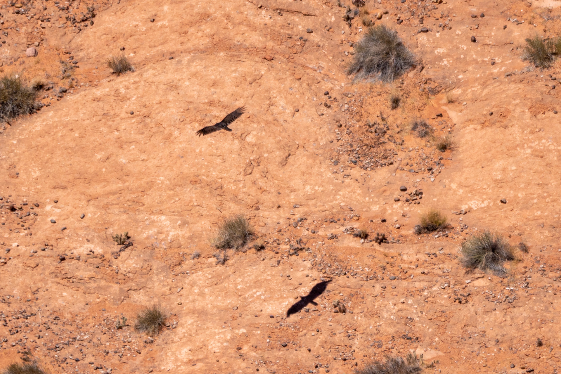 The turkey vulture and its shadow on rock were shot from the canyon rim