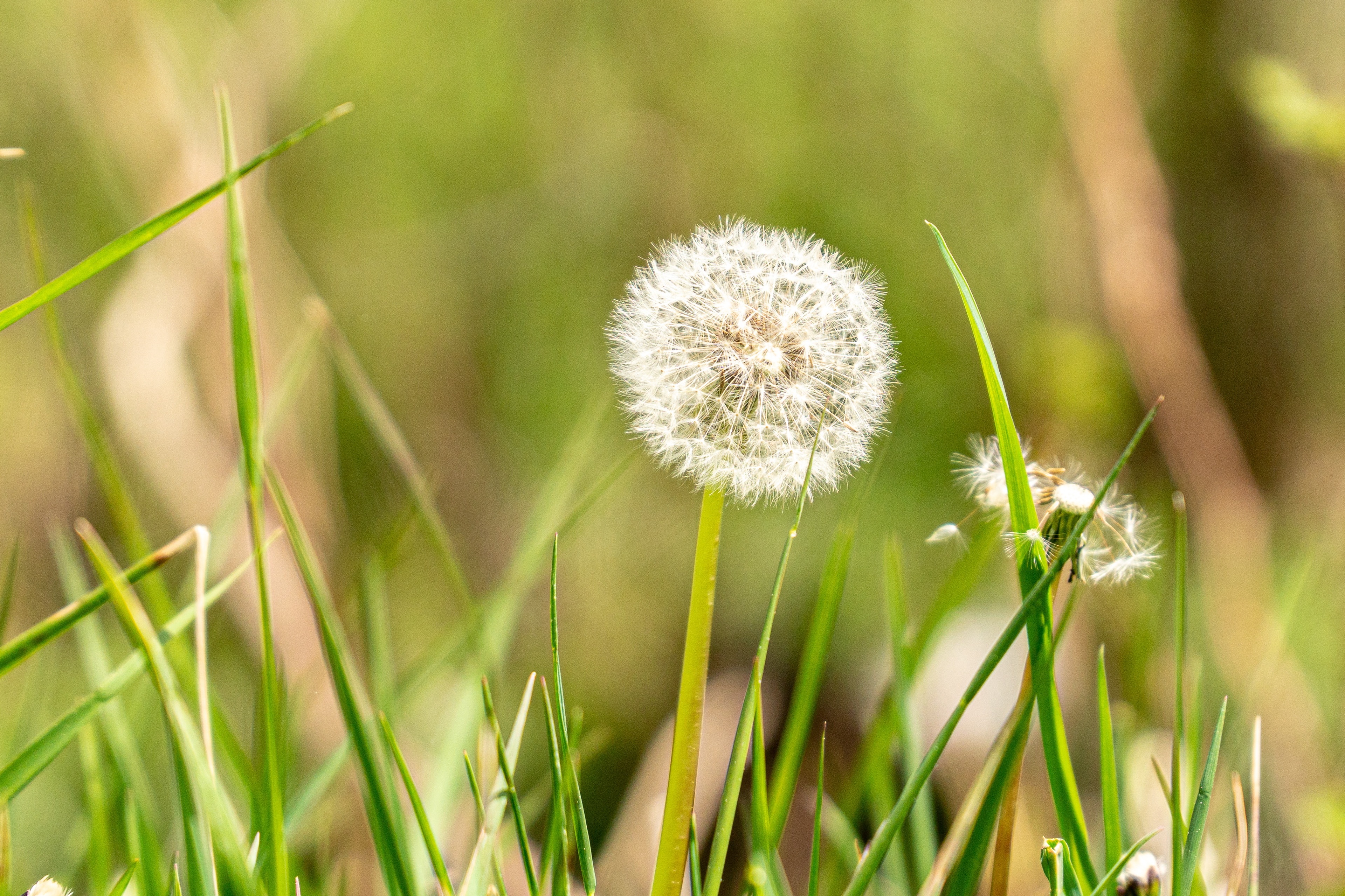 The Forsaken (Dandelion at Staunton, VA)