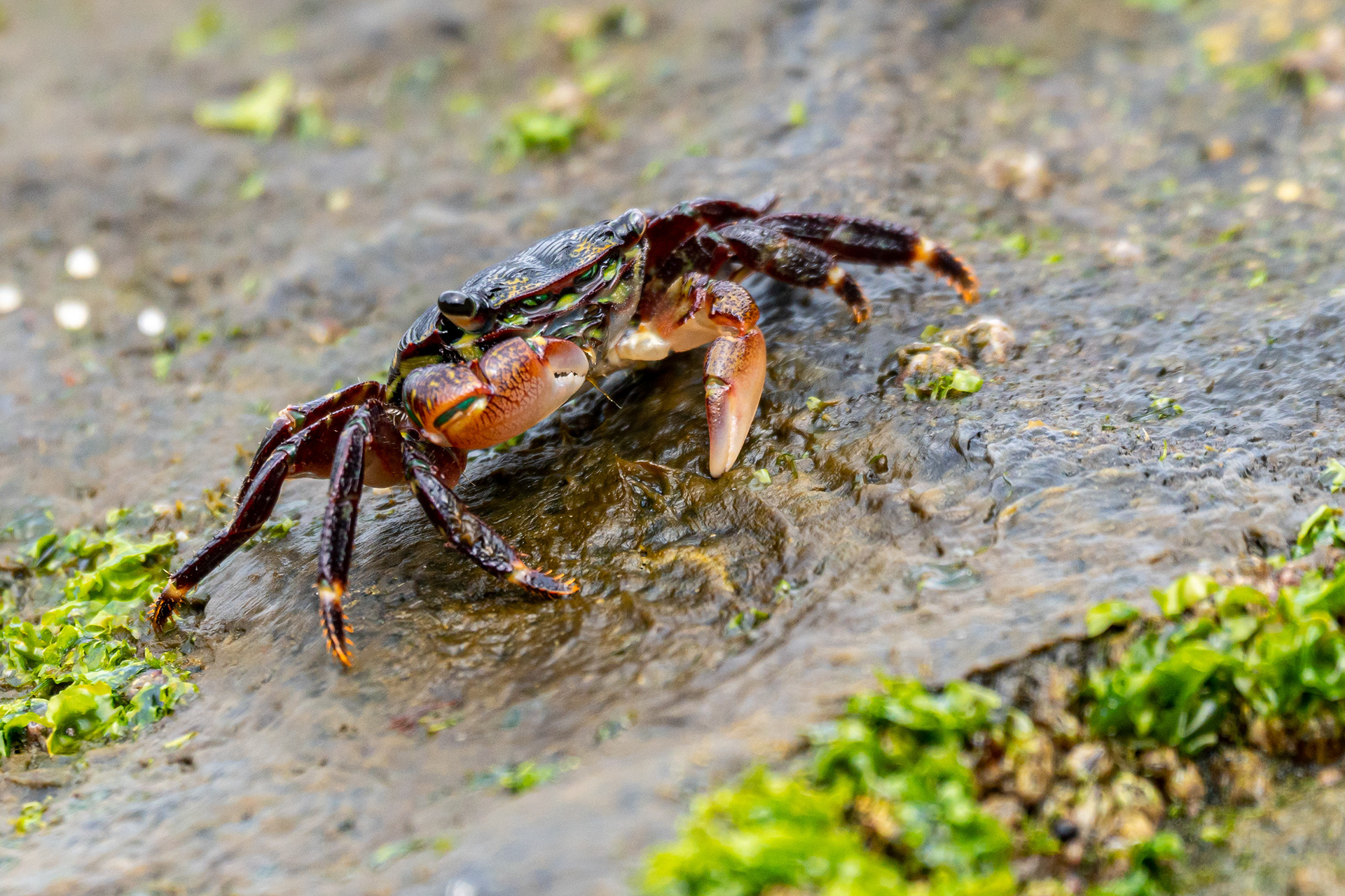 200 Million Year Old Design: Shore Crab