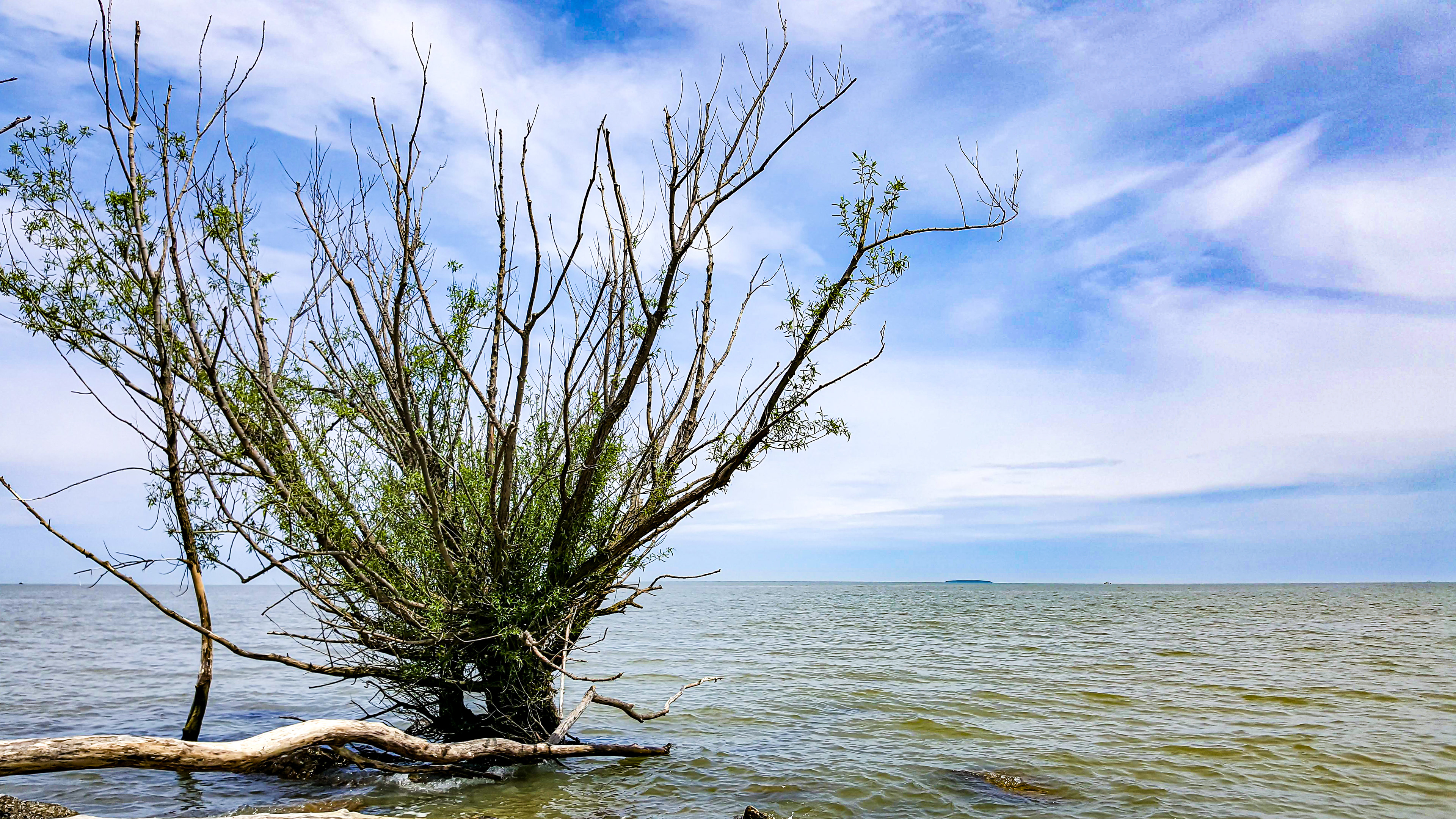 Allure of a Green Siren (Lake Erie, Maumee Bay, OH)