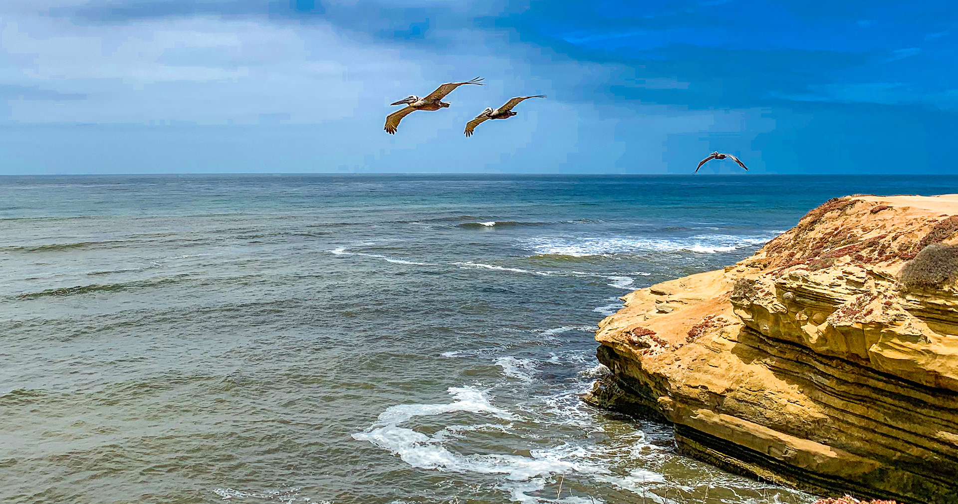 Pelicans' Voyage