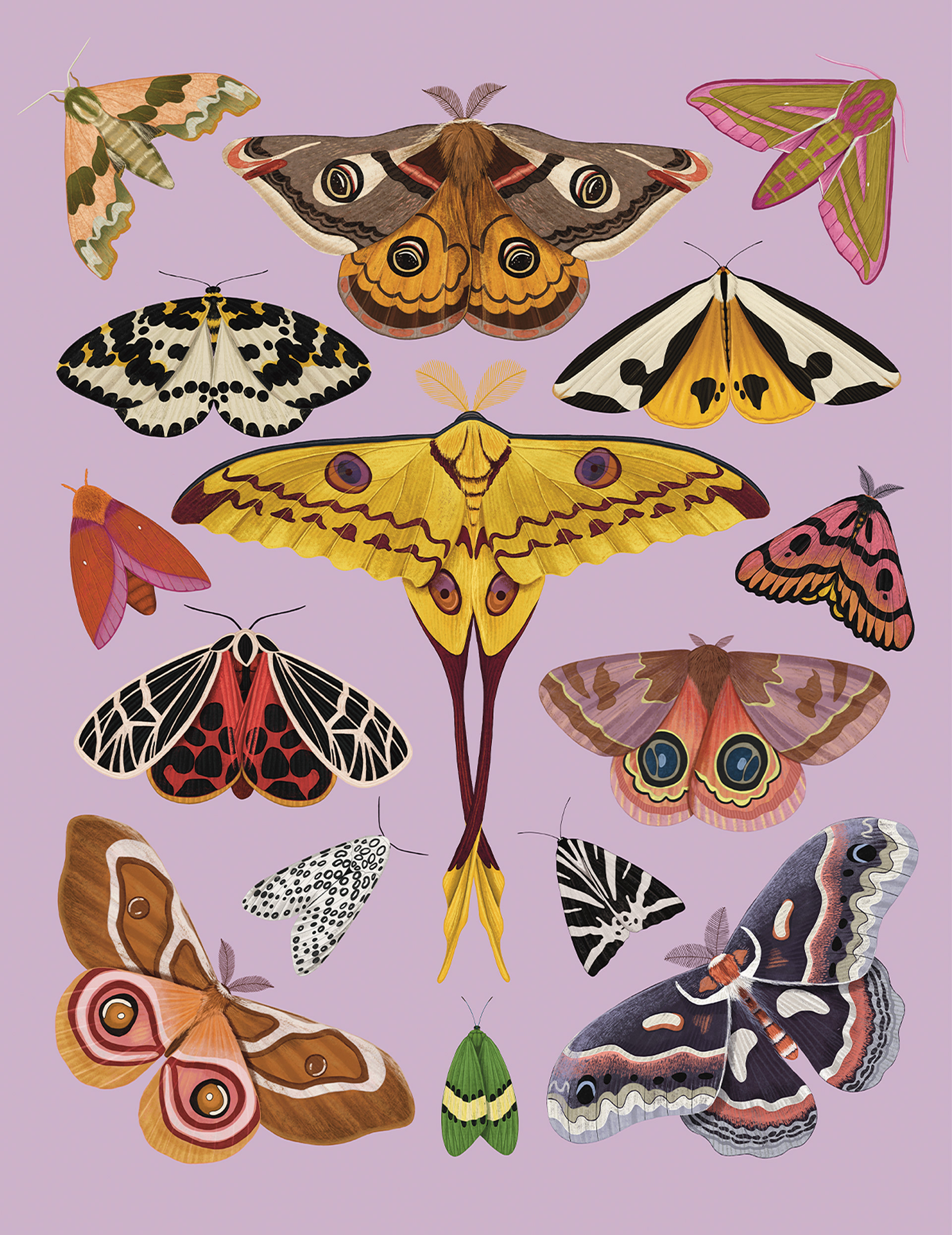 Moths. Read from left to right, top to bottom: Oleander hawk-moth (Daphnis nerii), Small emperor moth ( Saturnia pavonia), Elephant Hawk-moth (Deilephila elpenor), Magpie moth (Abraxas grossulariata), Clymene moth (Haploa clymene), Comet moth (Argema mittrei), Pink-striped Oakworm moth (Anisota virginiensis), Western Sheep moth (Hemileuca eglanterina), Phyllira Tiger moth (Apantesis phyllira), Io moth (Automeris io), Giant leopard moth (Hypercompe scribonia),  Jersey tiger (Euplagia quadripunctaria), Madagascar bullseye moth (Antherina suraka), Eterusia repleta, Cecropia moth (Hyalophora cecropia).