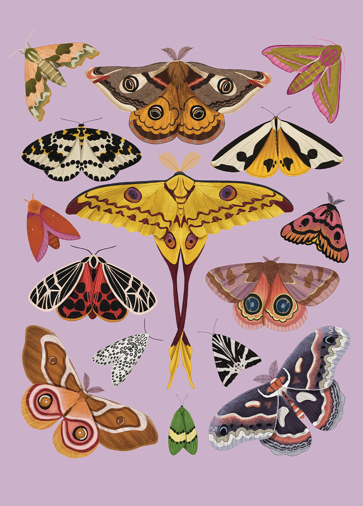 Moths. Read from left to right, top to bottom: Oleander hawk-moth (Daphnis nerii), Small emperor moth ( Saturnia pavonia), Elephant Hawk-moth (Deilephila elpenor), Magpie moth (Abraxas grossulariata), Clymene moth (Haploa clymene), Comet moth (Argema mittrei), Pink-striped Oakworm moth (Anisota virginiensis), Western Sheep moth (Hemileuca eglanterina), Phyllira Tiger moth (Apantesis phyllira), Io moth (Automeris io), Giant leopard moth (Hypercompe scribonia),  Jersey tiger (Euplagia quadripunctaria), Madagascar bullseye moth (Antherina suraka), Eterusia repleta, Cecropia moth (Hyalophora cecropia).