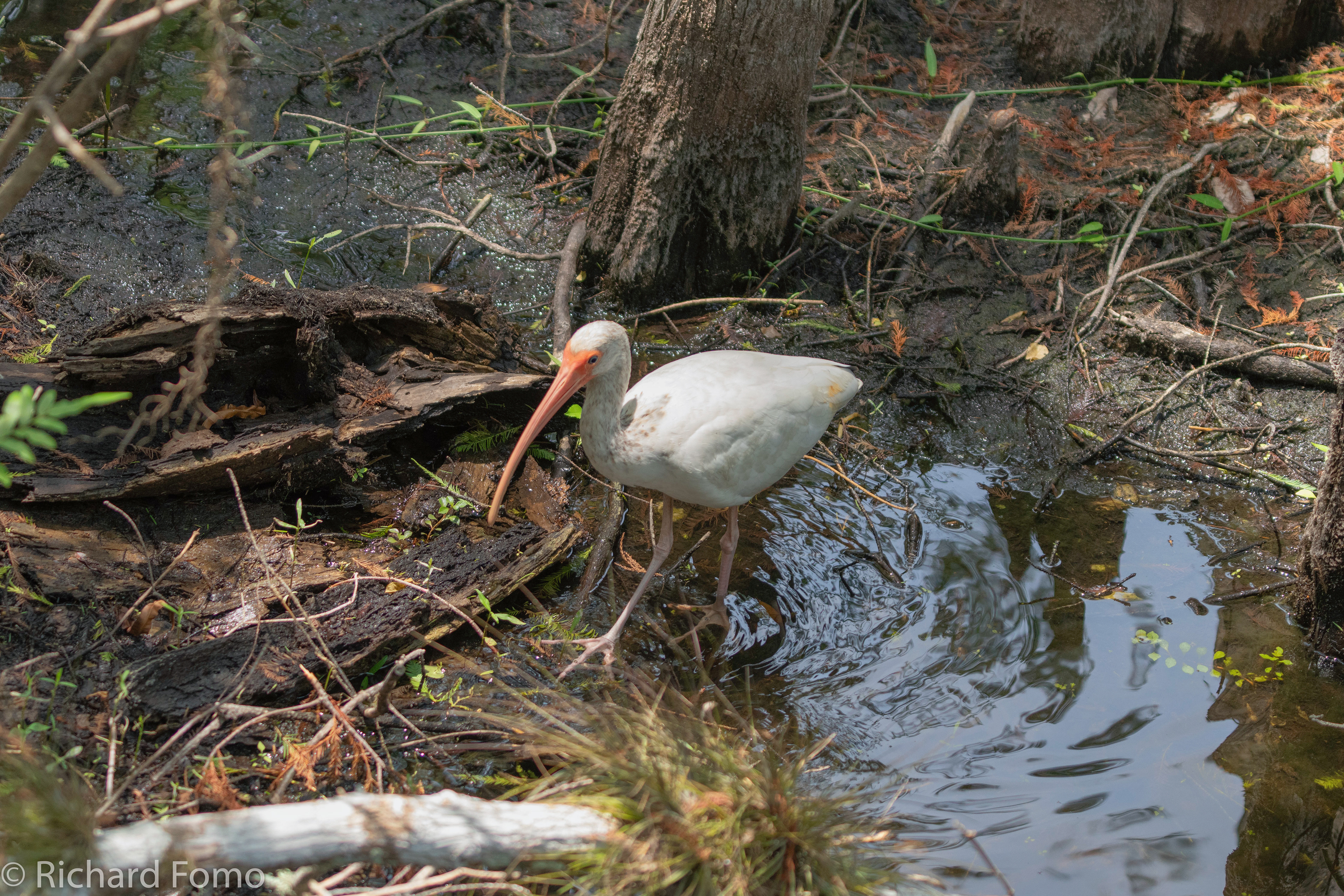 Juvenile White Ibyss, Corkscrew Swamp Audubon Sanctuary