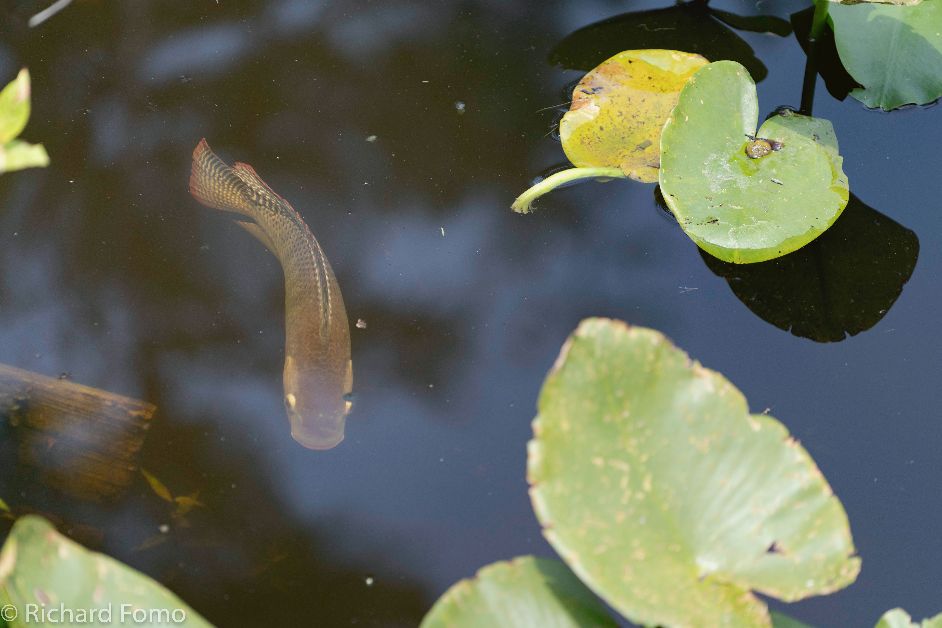 Freshwater Fish, Corkscrew Swamp Audubon Sanctuary, Florida