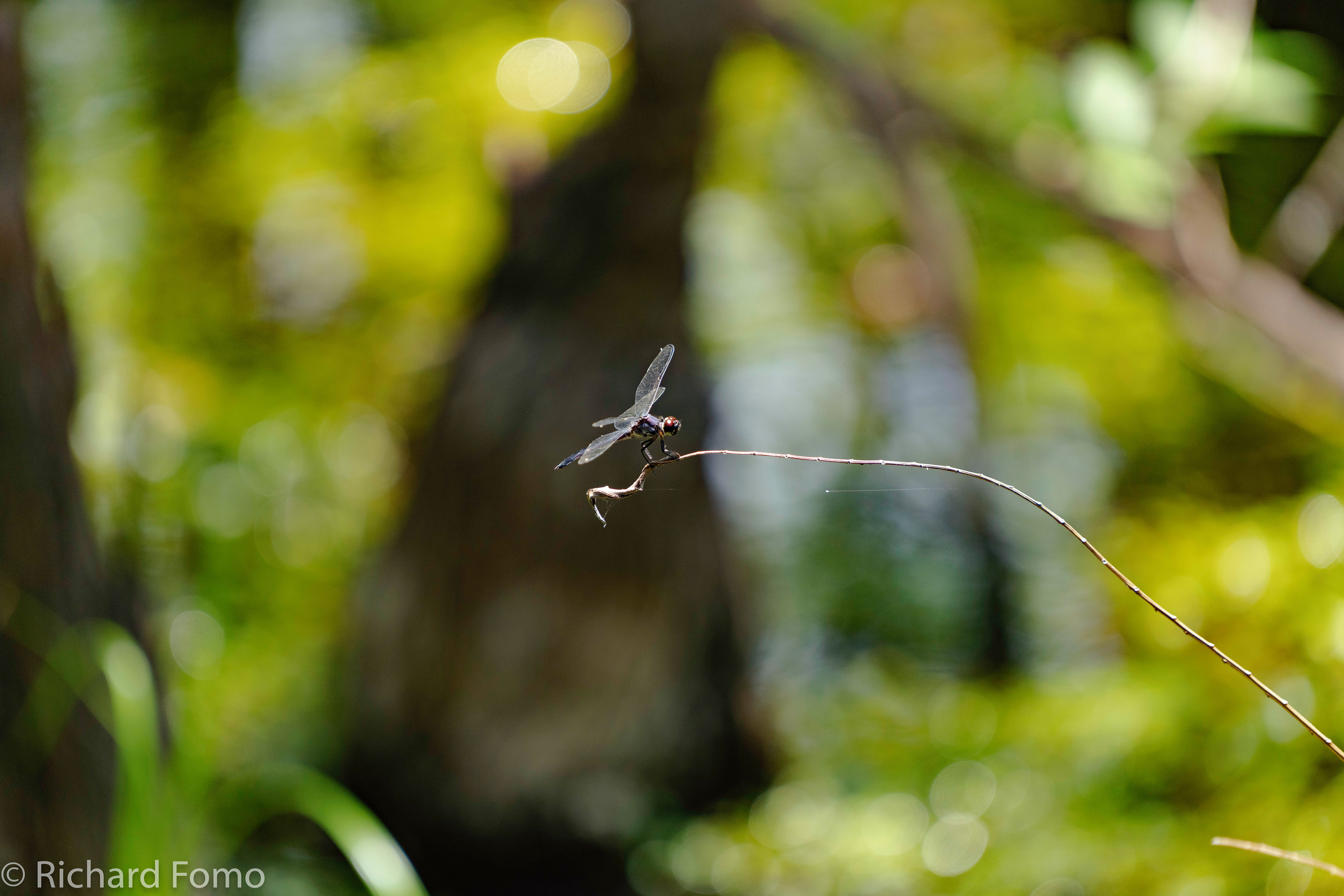 Dragonfly, Corkscrew Swamp Audubon Sanctuary, Florida