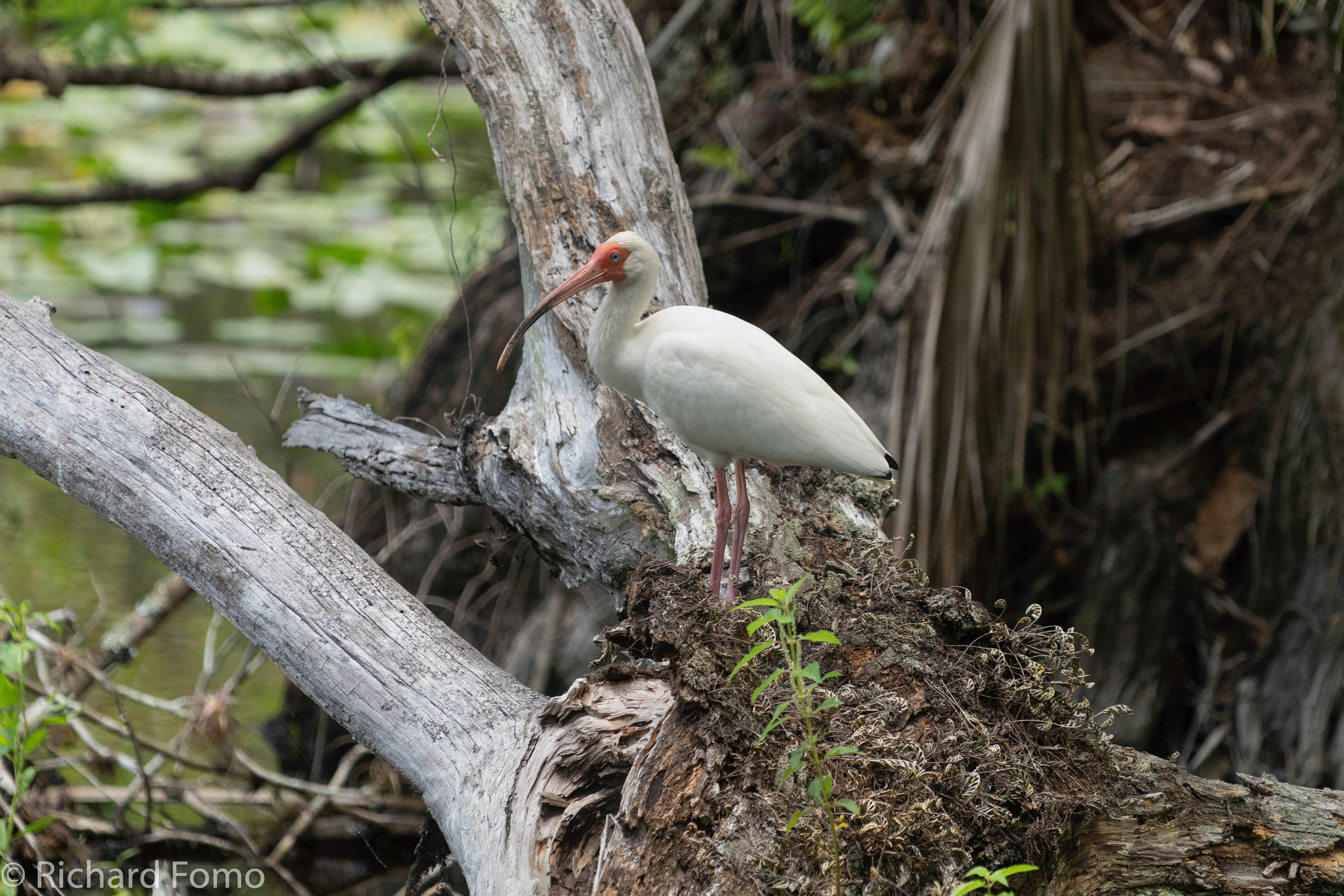 Adult White Ibis, Corkscrew Swamp Audubon Sanctuary
