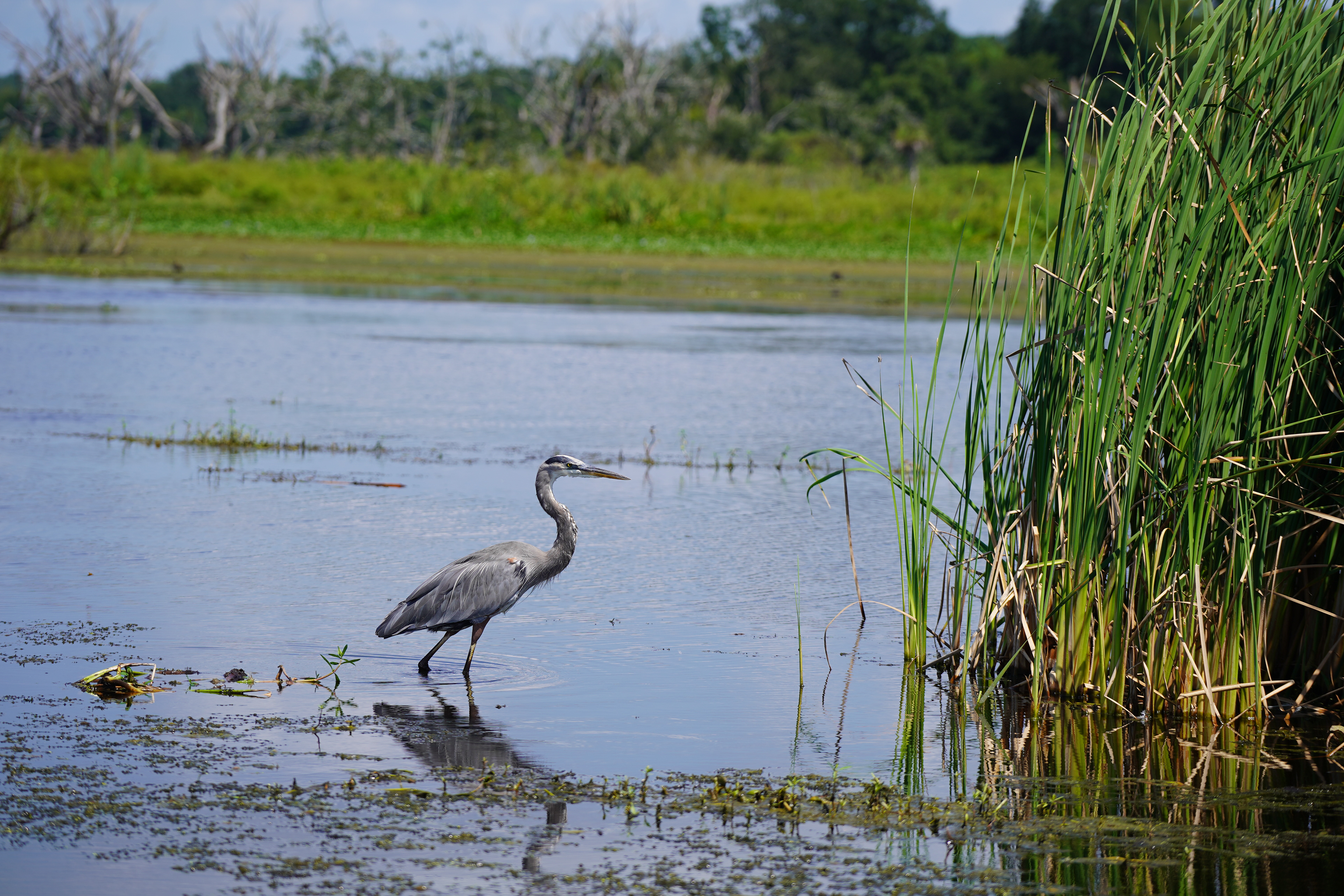Apopka Wildlife Drive